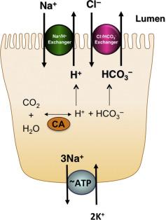 Fig. 57.1, Active chloride absorption in intestinal epithelial cells. Active mode of Cl − absorption is an electroneutral process, which involves concerted functioning of Na + /H + and Cl − /HCO 3 − exchangers present on the apical membrane in the IECs. The intracellular substrates, H + and HCO 3 − , for these transporters are generated by the action of the enzyme carbonic anhydrase (CA). The net result is movement of Na + and Cl − into the cell in exchange for the exit of H + and HCO 3 − . Sodium at the basolateral membrane exits the enterocyte via the Na + /K + ATPase, while chloride may get out of the cell by either basolateral channels or exchangers.