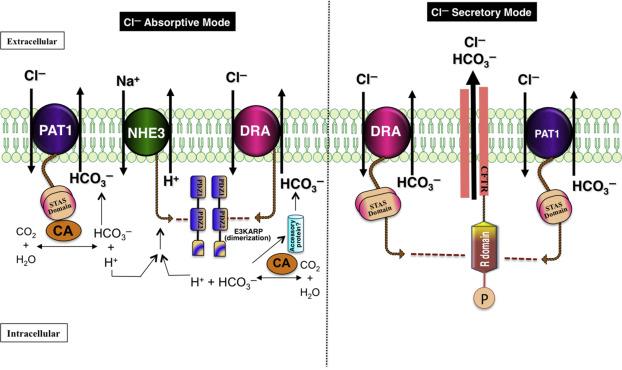 Fig. 57.3, Absorptive and secretory modes of SLC26A3 and SLC26A6-mediated Cl − /HCO 3 − transport. SLC26A3 and SLC26A6 mediate electroneutral NaCl absorption by coupling to NHE3 (the apical Na + /H + exchanger isoform responsible for transepithelial Na + absorption) in the IECs. The coupling is facilitated by CAII, which provides the intracellular source for H + and HCO 3 − . Accessory protein shown in the figure represents an unidentified mediator of SLC26A3 interaction with cytosolic carbonic anhydrase CAII. In contrast, cytosolic STAS domain of SLC26A6 harbors a CAII binding site and directly interacts with CAII forming a bicarbonate transport metabolon. 65 Coupling of NHE3 with SLC26A3 is also facilitated by direct interaction of both the transporters with second PDZ domain of E3KARP dimer. 32 Both SLC26A3 and SLC26A6 together with CFTR may also mediate HCO 3 − secretion in the pancreas and duodenum. Reciprocal regulation of SLC26A3 and SLC26A6 by CFTR is mediated via interaction between STAS domain of SLC26A3 and A6 with R domain of CFTR, where CFTR activation can activate these transporters and activation of these transporters can also activate CFTR via protein-protein interactions.