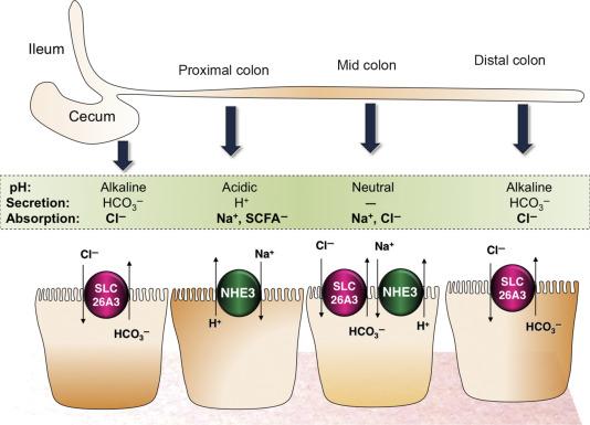 Fig. 57.4, Expression of NHE3 and SLC26A3 in the rodent cecum and colon. Both SLC26A3 and NHE3 coexist in the mid-colon to mediate electroneutral NaCl absorption. NHE3 is not expressed in the cecum and distal colon; therefore, SLC26A3 functions to secrete HCO 3 − , which maintains an alkaline mucosal surface pH. In contrast, unpaired expression of NHE3 in the proximal colon maintains an acidic pH along the mucosal surface that may help in SCFA − absorption.