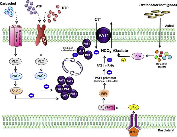 Fig. 57.6, Regulation of PAT1 in IECs. Activation of M3 muscarinic and P2Y 2 purinergeic receptors by carbachol and nucleotides like ATP or UTP, respectively, inhibits PAT1 mediated oxalate secretion in IECs. Downregulation of PAT1 function in response to cholinergic or purinergic stimuli are mediated by activation of phospholipase C (PLC) and PKCδ through reduction of transporter surface expression. In contrast, bioactive factors secreted by the probiotic Oxalobacter formigenes augments oxalate secretion via PKA activation. The proinflammatory cytokine IFNγ inhibits PAT1 expression at the transcriptional level via the activation of JAK/STAT1 pathway and binding of IRF1 (interferon regulatory factor 1) with PAT1 promoter region at the potential interferon-stimulated response element (ISRE) site.