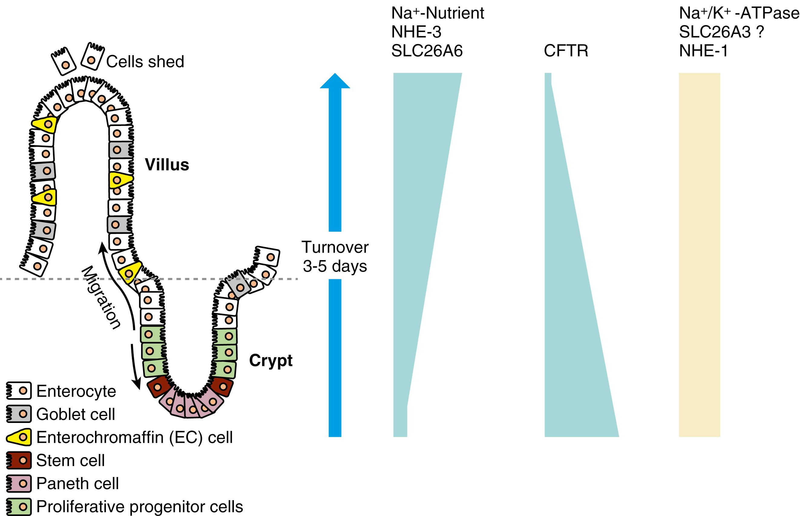 Fig. 101.3, Types of epithelial cells of the small intestinal mucosa and the relative distribution of transport proteins.