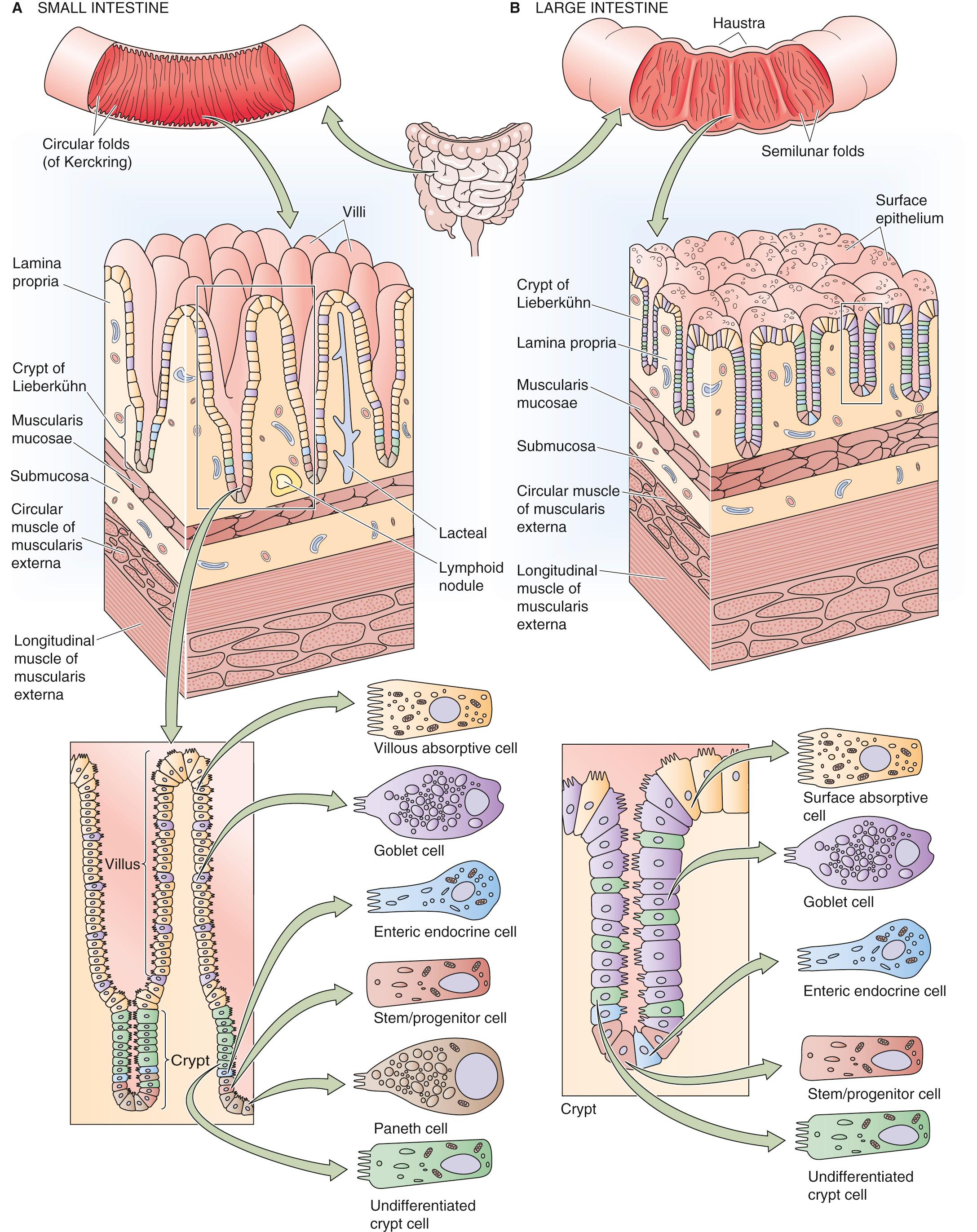 Figure 44-1, Microscopic view of the anatomy of the small and large intestine. A, The surface area of the small intestine is amplified at three levels: (1) macroscopic folds of Kerckring, (2) microscopic villi and crypts of Lieberkühn, and (3) submicroscopic microvilli. B, The surface area of the colon is amplified at the same three levels as the small intestine: (1) macroscopic semilunar folds, (2) crypts (but not villi), and (3) microvilli.