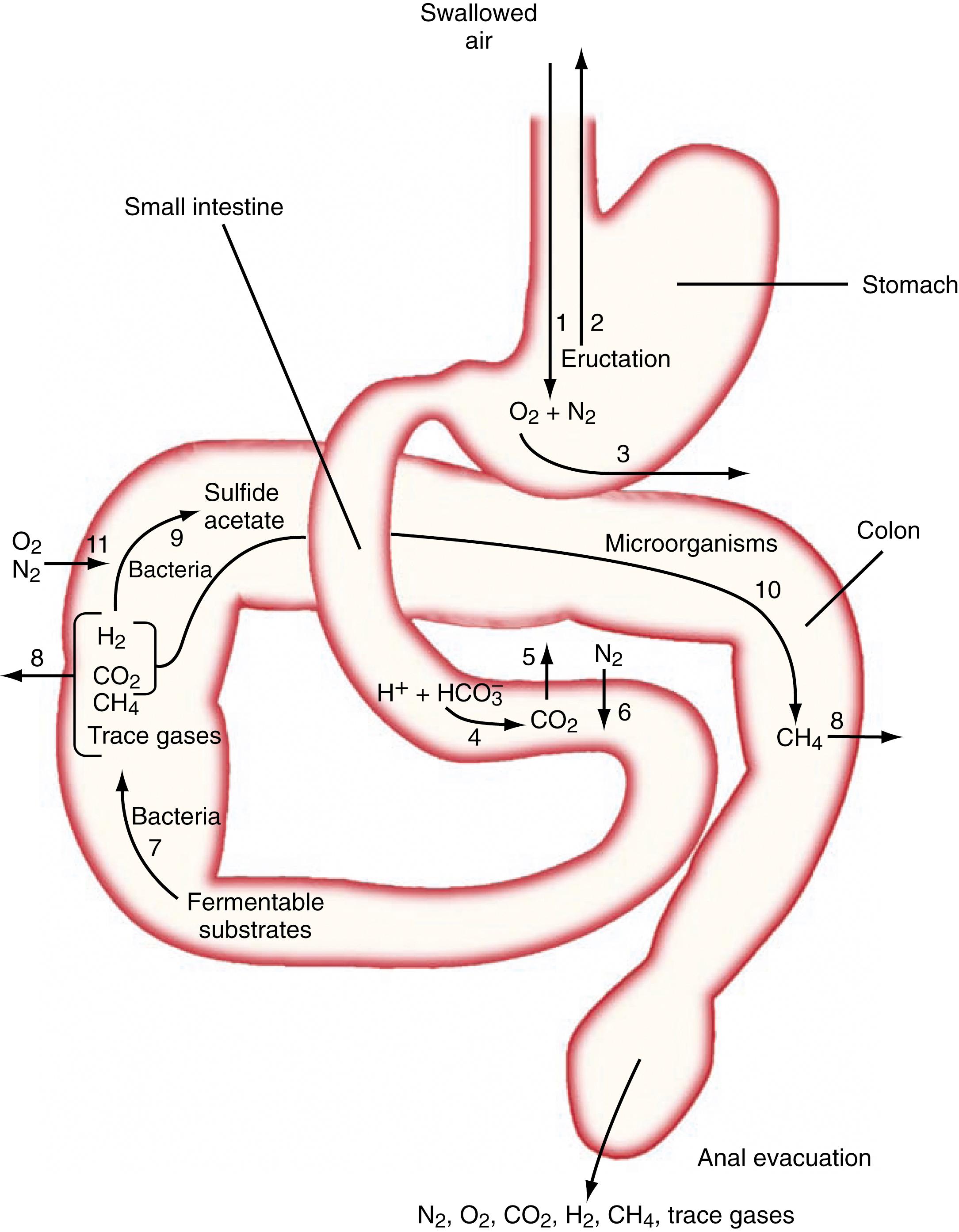 Fig. 17.3, Mechanisms of entry and elimination of intestinal gases.