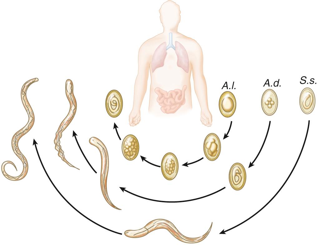 FIG. 286.1, Life cycle of intestinal nematodes that travel through the lungs.