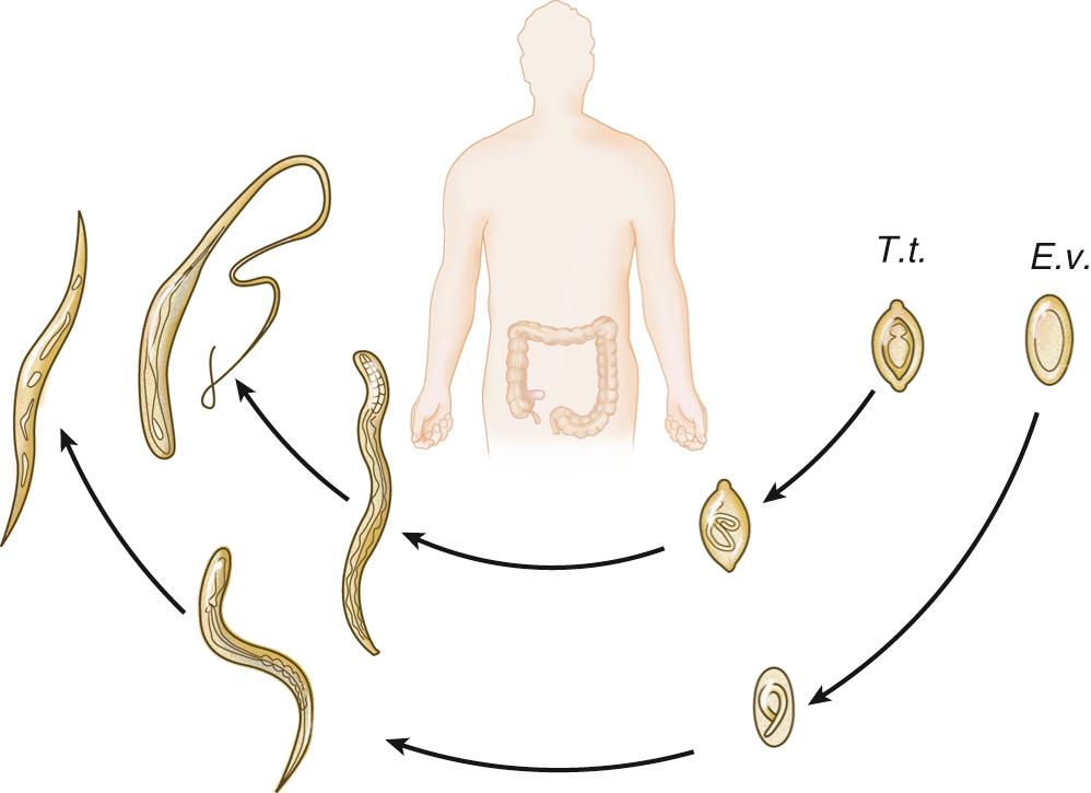 FIG. 286.3, Fecal-oral life cycle of intestinal nematodes.