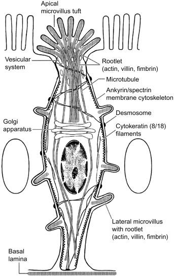 Fig. 31.2, The prototypical tuft cell. Defining features of a tuft cell include: (1) an apical tuft of microvilli; (2) a relatively narrow apical membrane, which leads to the impression that tuft cells are pinched at the top; (3) prominent actin microfilaments that begin at the tips of the villi and extend into the cell, terminating just above the nucleus; (4) abundant apical vesicles that form a complex tubulovesicular network; (5) a network of microtubules that runs among the microfilaments and the tubulovesicular structures; (6) a Golgi apparatus on the apical side of the nucleus; (7) a lack of rough endoplasmic reticulum and secretory vesicles; (8) lateral microvilli that extend into neighboring cells; and (9) desmosomes and tight junctions that anchor tuft cells to their neighboring cells.