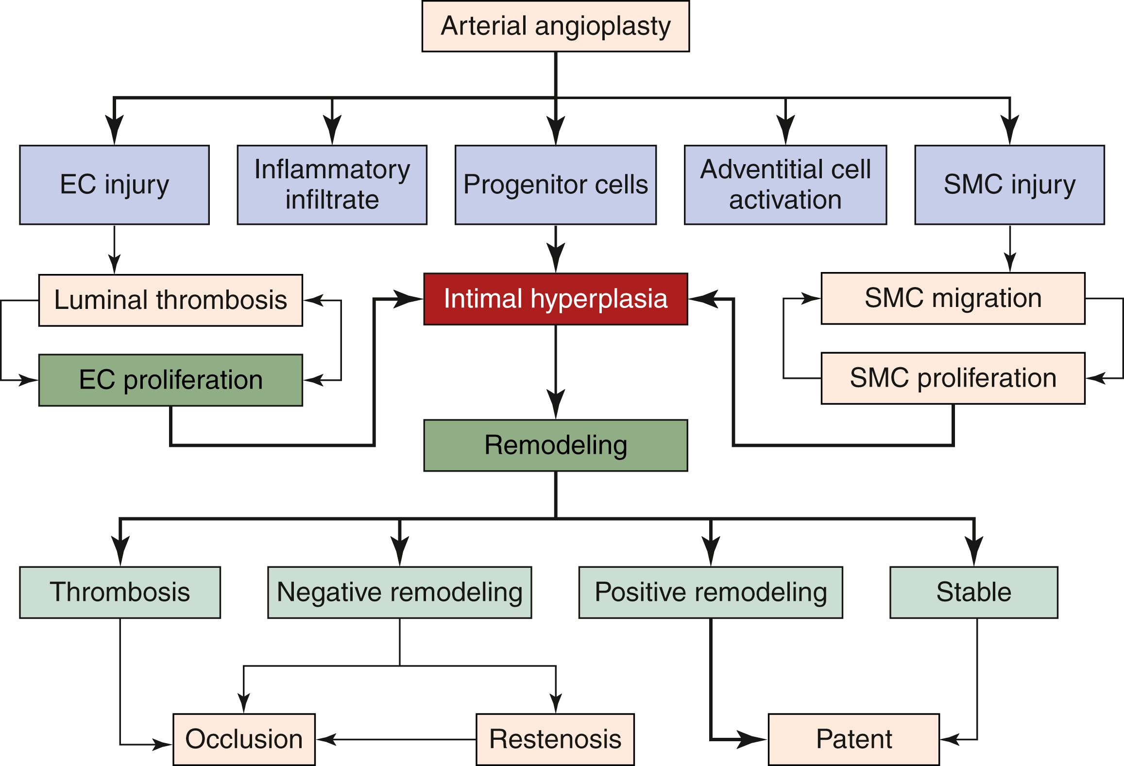 Figure 5.1, Pathobiology of the Injury Response After Angioplasty.