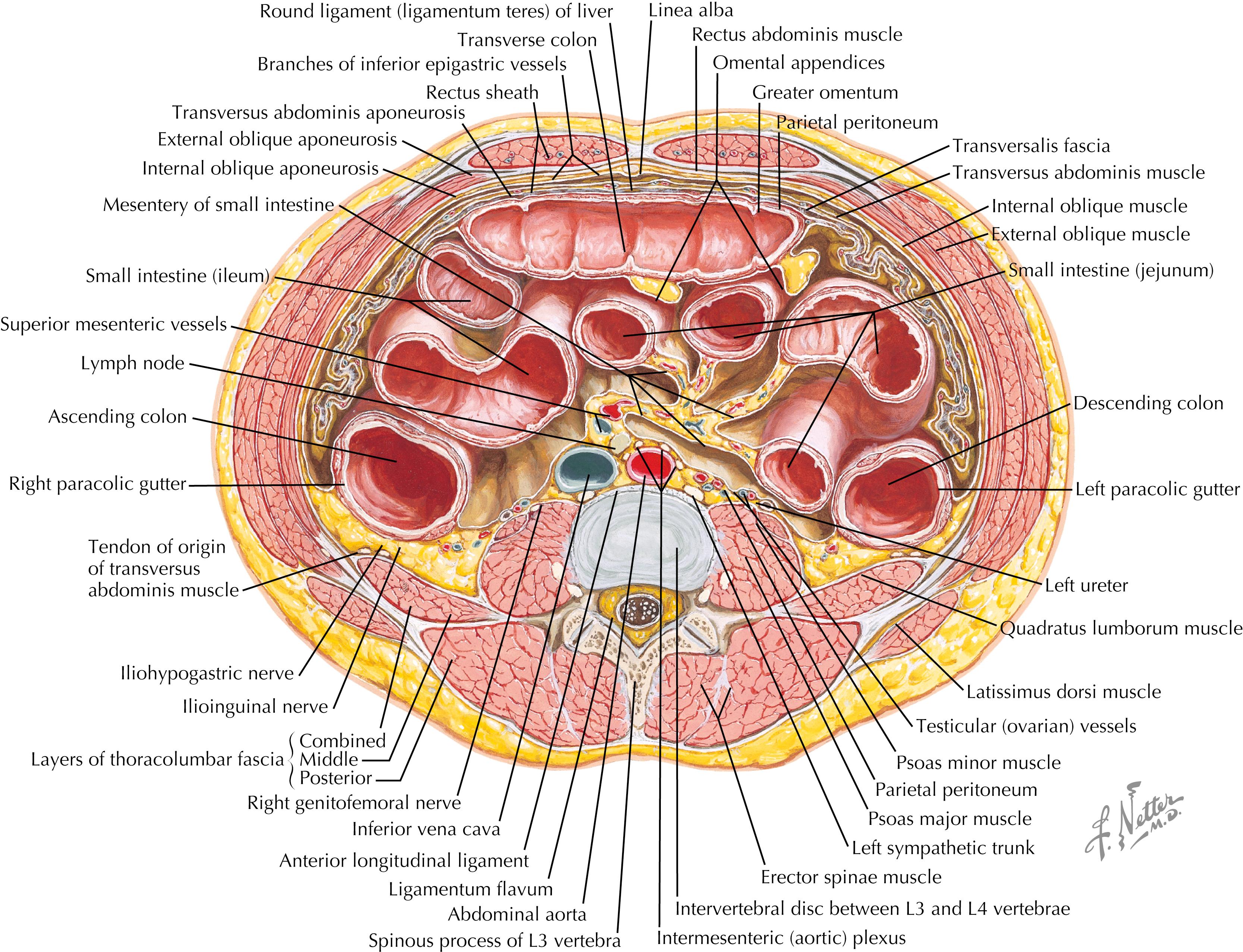 Fig. 46.1, Peritoneum.