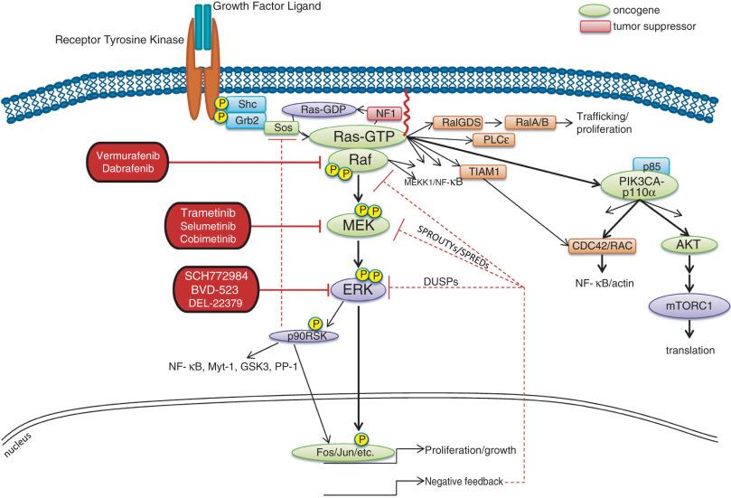 Figure 2.1, Canonical Ras/MAPK signaling pathway. Ras proteins cycle between GDP-bound inactive and GTP-bound active states. Ras is often activated in response to ligand-specific binding to its cognate receptor. Ras can also be activated via intracellular cross talk. This schematic depicts the classic Ras/MAPK signal transduction cascade. Growth factor stimulation induces receptor tyrosine kinase (RTK) dimerization and autophosphorylation of tyrosine residues located within the intracellular domain of the receptor. These phosphorylated tyrosine residues serve as docking sites for scaffold proteins that facilitate activation of intracellular signaling cascades. For example, the adaptor protein Grb2, via its SH3 domain, recruits the Ras GEF (guanine-nucleotide exchange factor) SOS. Colocalization of SOS and Ras facilitates substitution of GTP for GDP and thus Ras activation. Active GTP-bound Ras binds and recruits the Raf (A-, B-, and C-Raf) serine/threonine kinases to the plasma membrane and facilitates their activation. Active Raf in turn phosphorylates and activates MEK, which in turn phosphorylates and activates ERK. ERK phosphorylates substrates in the cytoplasm (p90RSK) and in the nucleus (Jun, Fos, Ets-2, Elk-1, CREB1, AP-1, ATF-2, among others), which regulate cell proliferation and survival. Ras interacts with more than 20 effector proteins, including the p110α subunit of PI3 kinase, RasGDS, PLCε, and TIAM1, which in sum control transcription, translation, vesicular trafficking, cell cycle progression, cytoskeletal changes, metabolic processes, immune inflammatory responses, and survival. Induction of Ras signaling also upregulates negative feedback elements that inhibit the pathway (e.g., DUSPs and SPROUTYs/SPREDs). Several proteins within the Ras signaling cascade are proto-oncogenes (green) and tumor suppressors (red) that are mutated, amplified, or deleted in many cancers. A number of selective inhibitors of Ras effectors have been tested as anticancer therapies. Examples include kinase inhibitors, which selectively target B-Raf and its downstream effectors MEK and ERK (see red boxes).