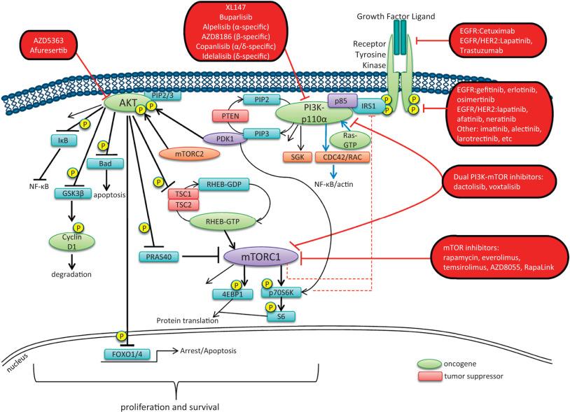 Figure 2.2, PI3K/mTOR signaling pathway. The PI3 kinase family proteins are lipid kinases that transduce signals from receptor tyrosine kinases (RTK) and G protein–coupled receptors to intracellular cascades that control proliferation, survival, and other cellular phenotypes. As an example, growth factor binding causes receptor dimerization and subsequent phosphorylation of tyrosine residues in the intracellular domain of the receptor. These tyrosine phosphorylation sites serve as docking sites for the p85 regulatory subunit of PI3 kinase and adaptor proteins such as IRS-1 in the case of signaling induced by the insulin/IGF1 receptors. This results in allosteric activation of the catalytic subunit of PI3 kinase, which converts PIP 2 to PIP 3 . PIP 3 recruits PDK1 and AKT to the membrane via their pleckstrin homology (PH) domains. Colocalization of PDK1 and AKT results in phosphorylation (on threonine 308) and activation of AKT. Phosphorylation of AKT on Ser473 by mTORC2 is required for full activation of AKT. Activated AKT phosphorylates several effectors, including GSK3β, Bad, PRAS40, IκB, the FOXO1/4 transcription factors, and TSC2. AKT phosphorylation of TSC2, which is bound to TSC1, inhibits the GTPase function of this complex, thereby allowing activation of Rheb and subsequent activation of mTORC1. In turn, mTORC1 phosphorylates p70S6 kinase (p70S6K) and 4EBP1, an inhibitor of the eIF4E component of the cap-dependent translation initiation complex. p70S6K and mTOR also function to negatively regulate the pathway by initiating the phosphorylation and inhibition of IRS-1. PI3 kinases can also signal to other effectors such as Rac/CDC42 and the serum-glucocorticoid kinase (SGK) family to promote cellular survival, motility, and cytoskeletal rearrangement. Many components of the PI3 kinase signaling pathway are mutationally altered in cancer (oncogenes in green, tumor suppressors in red). A variety of compounds have been developed that selectively inhibit PI3 kinase signaling components. US Food and Drug Administration (FDA)–approved drugs and novel inhibitors in clinical testing that target RTKs, PI3 kinase, mTOR kinase, and AKT are highlighted in the red boxes.