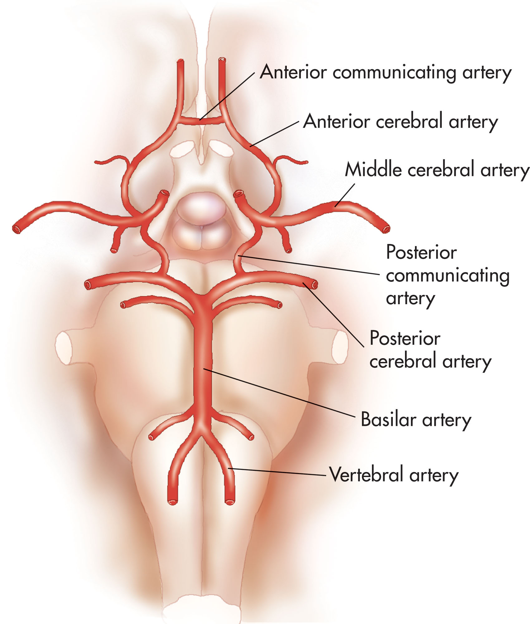 Fig. 38.1, Arteries comprising the circle of Willis.