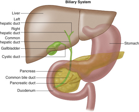 Figure 54-1, Anatomy of the hepatobiliary system.
