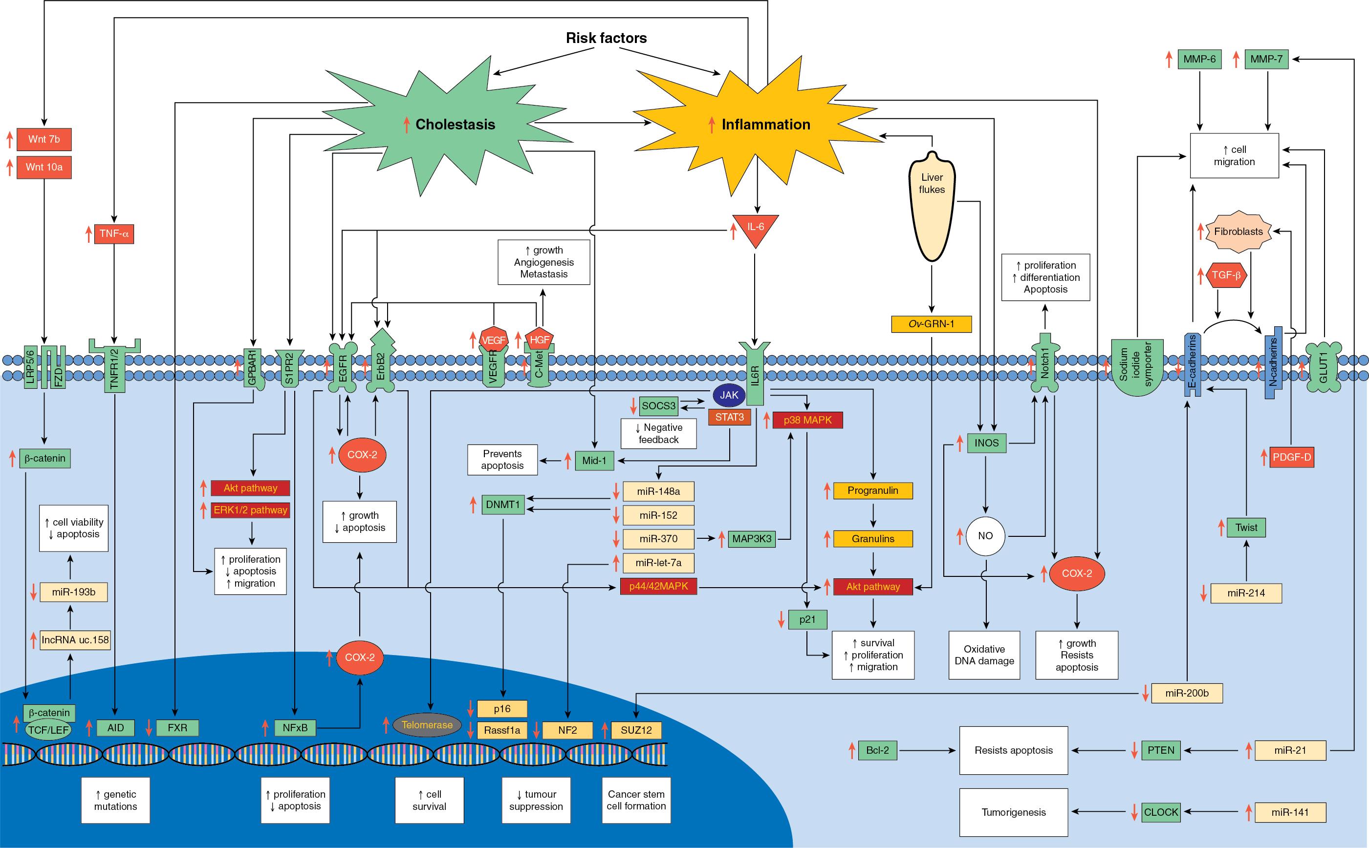 FIGURE 50.3, The molecular pathogenesis of cholangiocarcinoma.