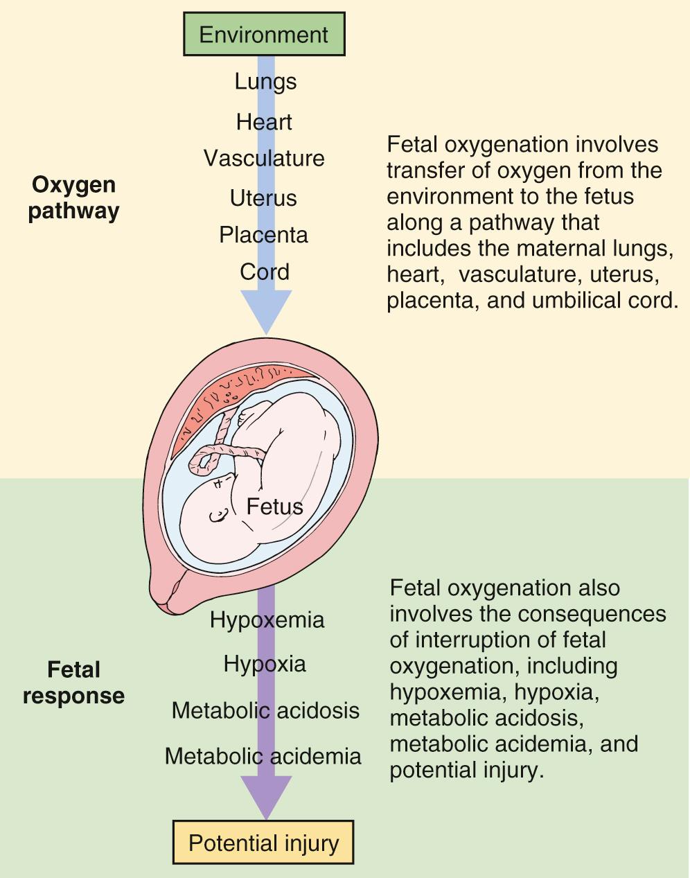 Fig. 15.1, The Oxygen Pathway.