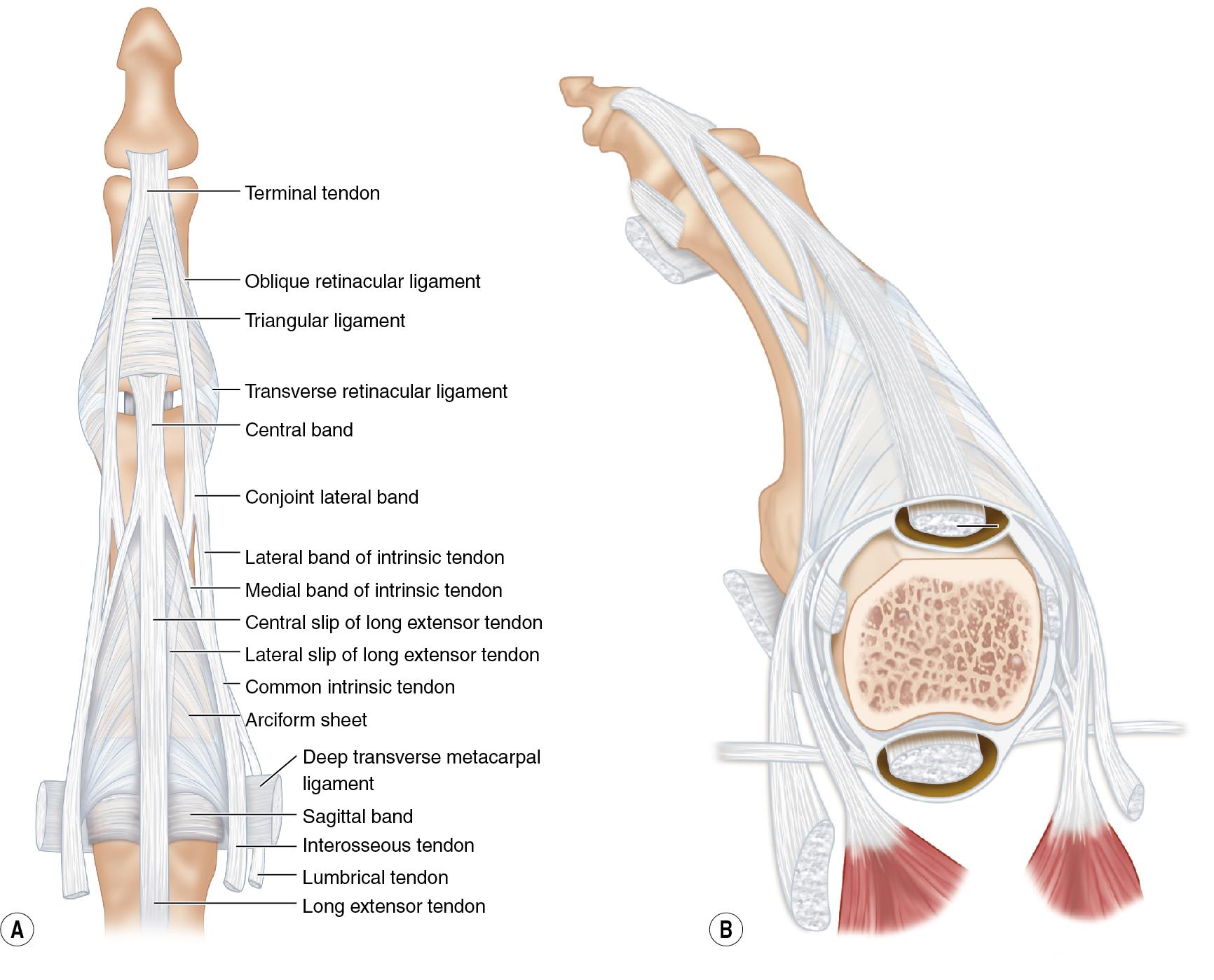 FIGURE 75.3, (A-B) Anatomy of intrinsic tendons.