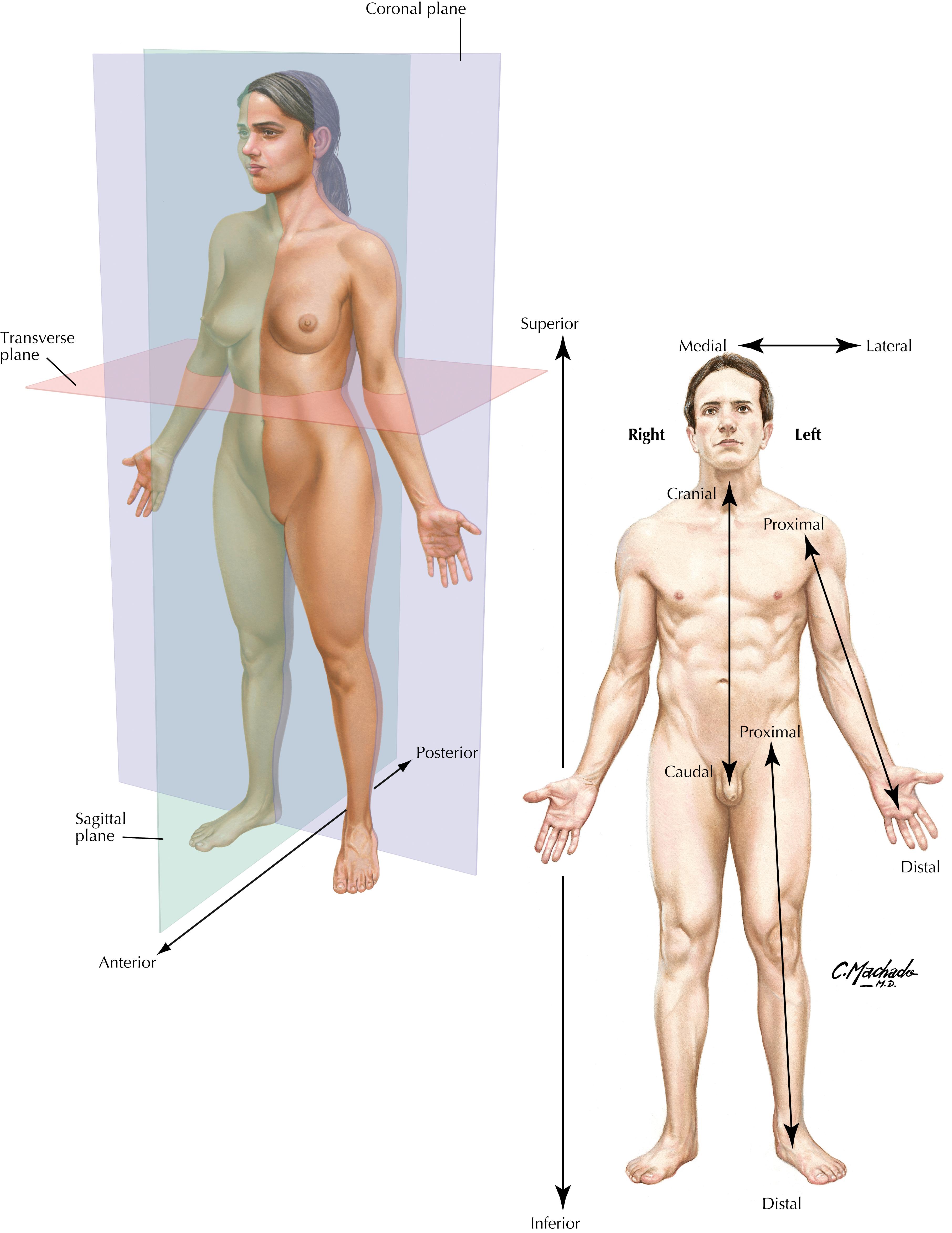 Plate 1, Body Planes and Terms of Relationship