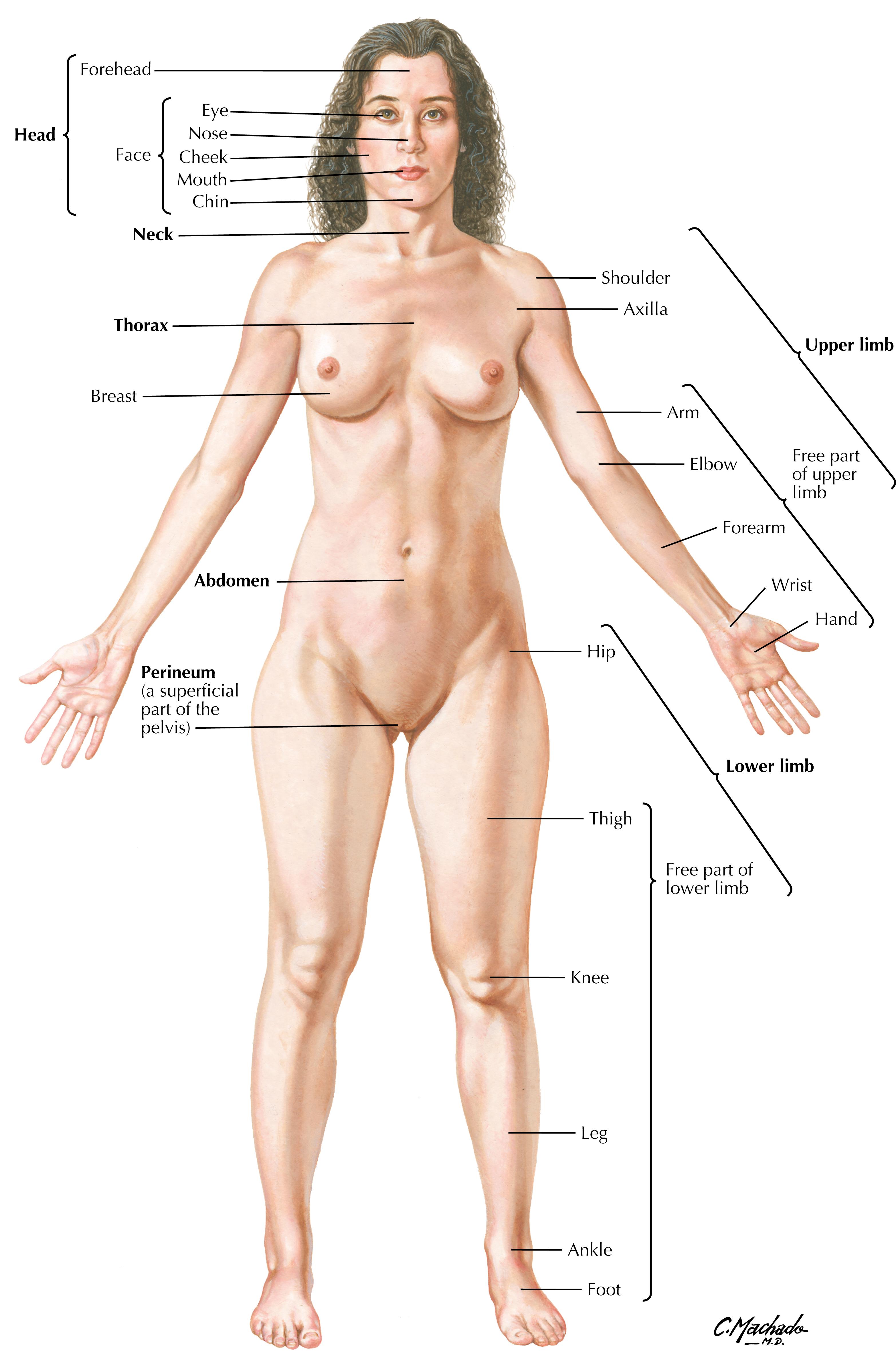 Plate 2, Body Parts: Anterior View of Female