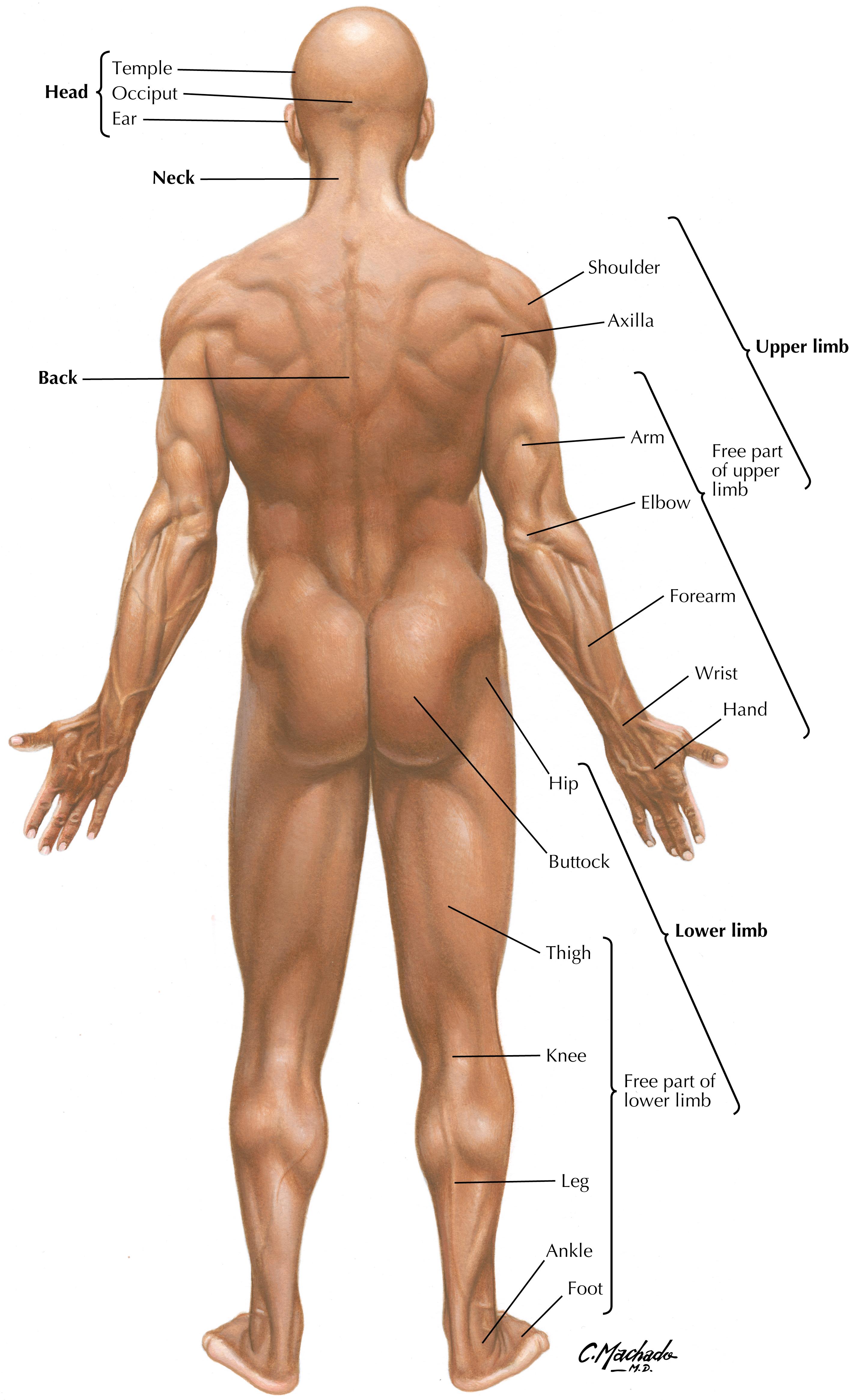 Plate 3, Body Parts: Posterior View of Male