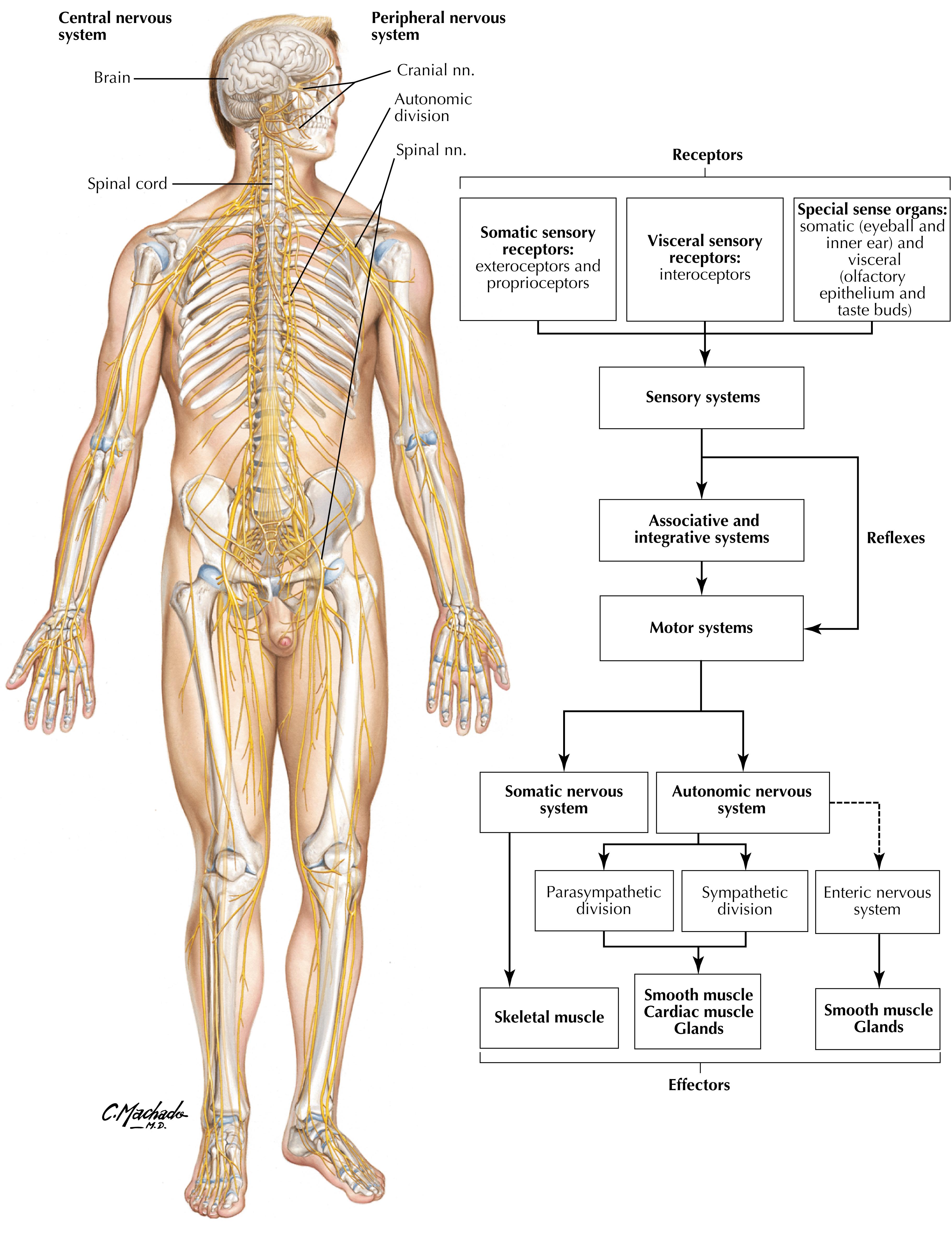 Plate 4, Overview of Nervous System