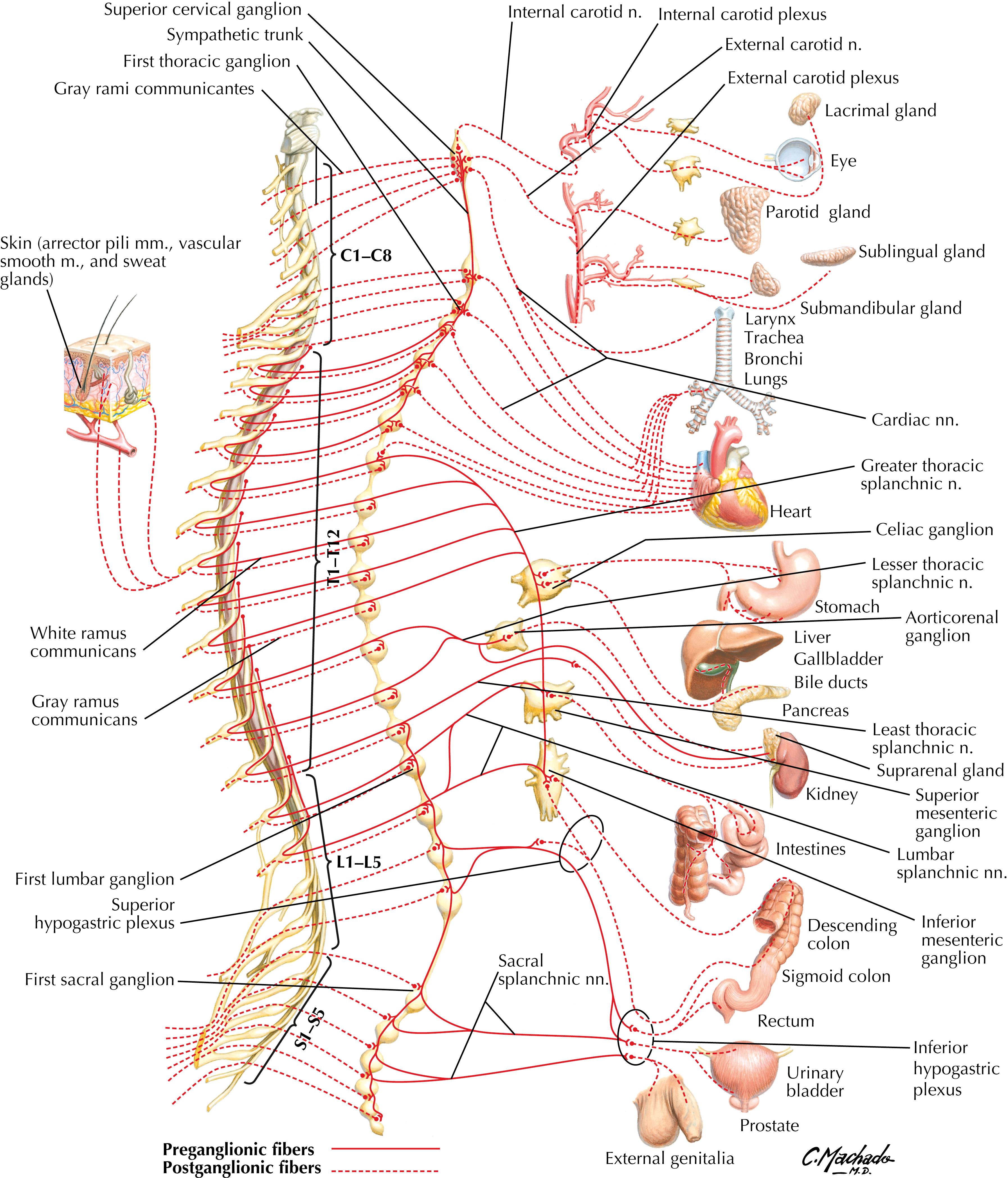 Plate 6, Sympathetic Nervous System: Schema