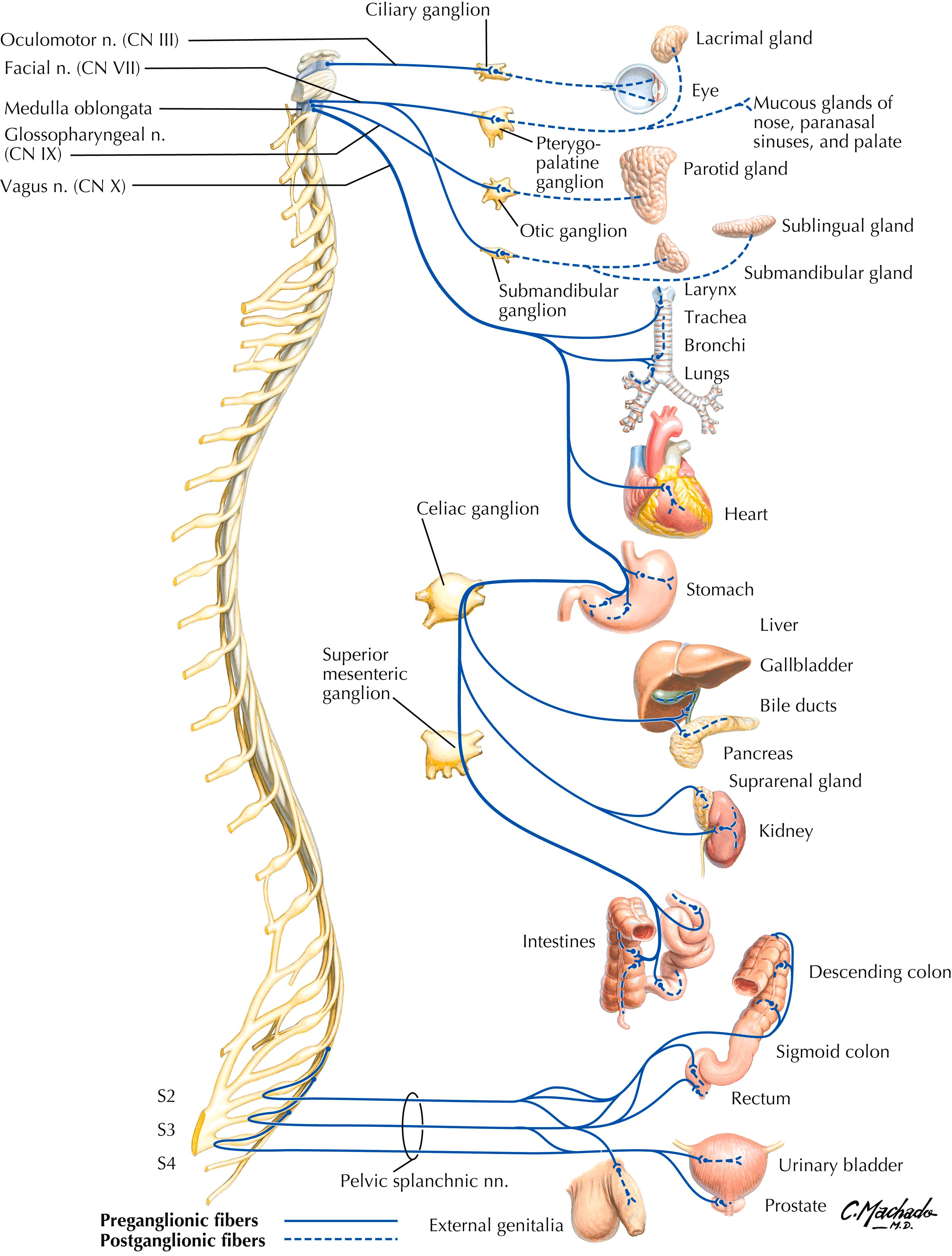 Plate 7, Parasympathetic Nervous System: Schema