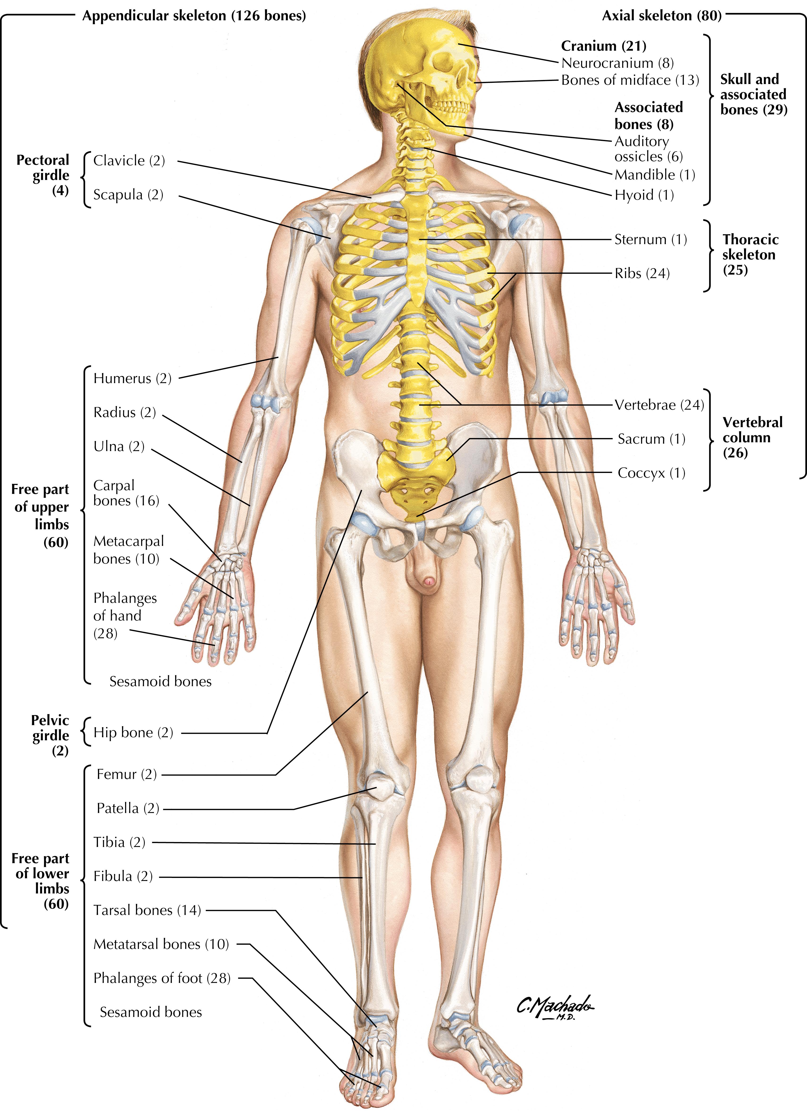 Plate 8, Overview of Skeletal System