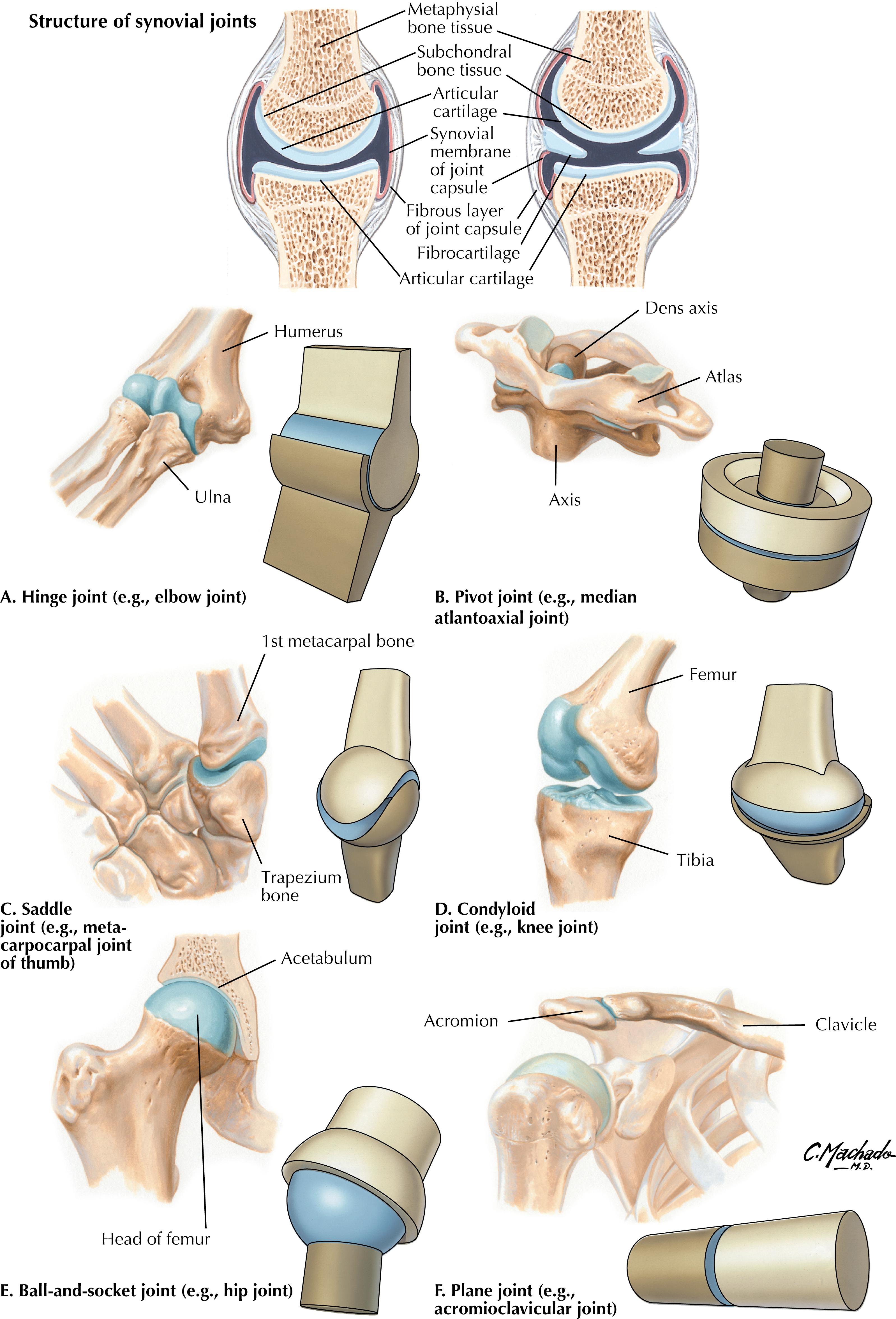 Plate 9, Types of Synovial Joints