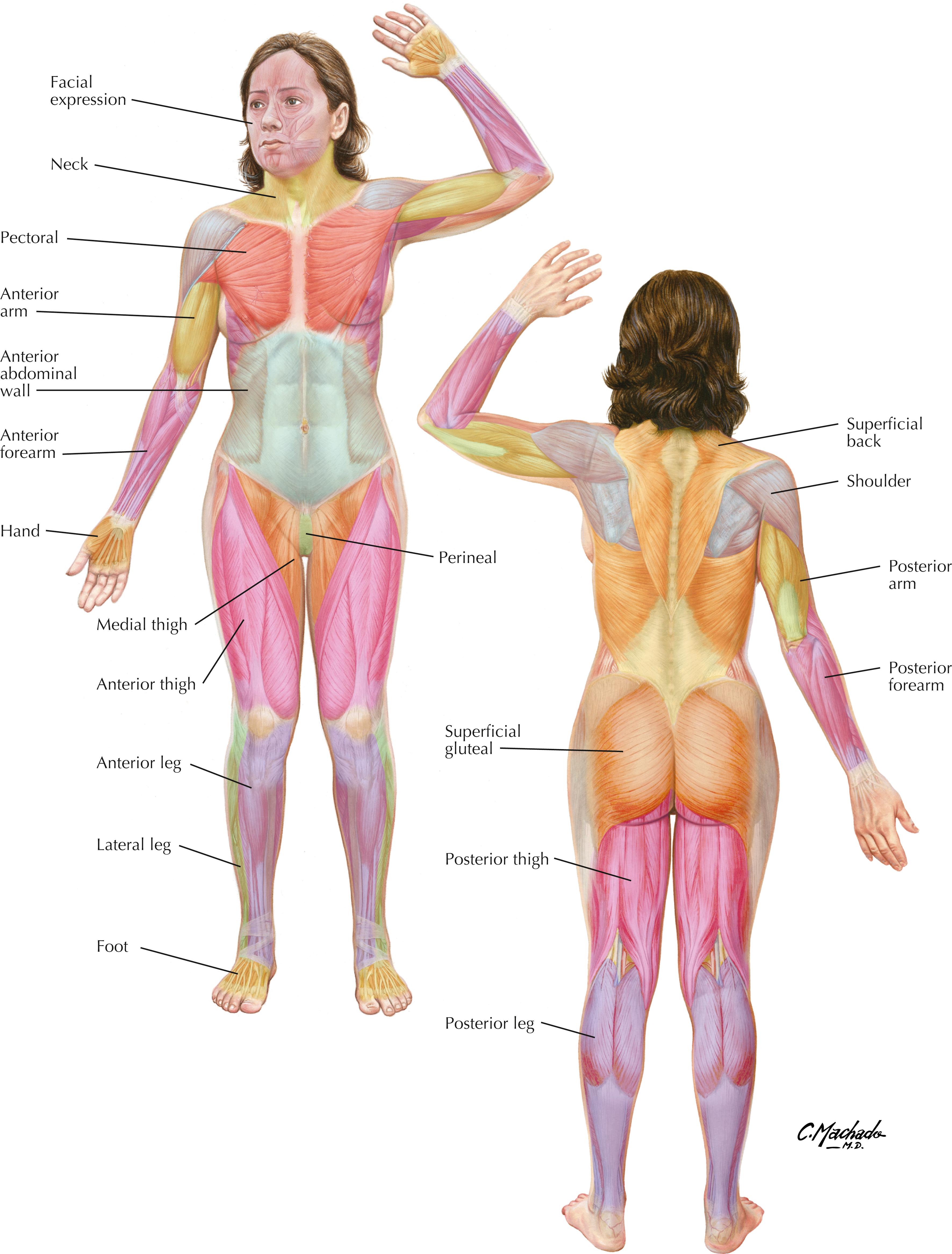 Plate 10, Overview of Muscular System