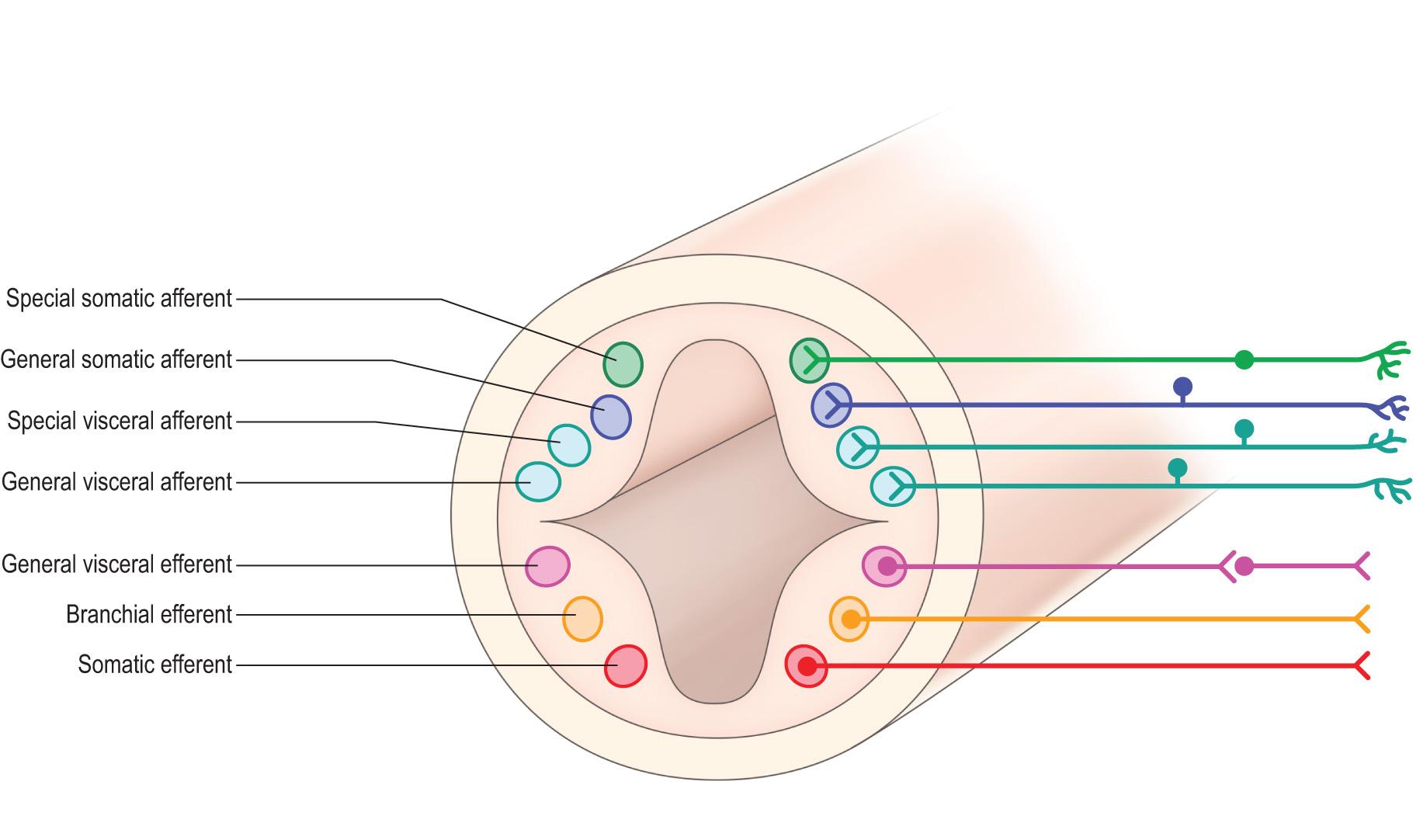 Fig. 1.11, Schematic transverse section through the developing nervous system showing the arrangement of afferent and efferent cell groupings.