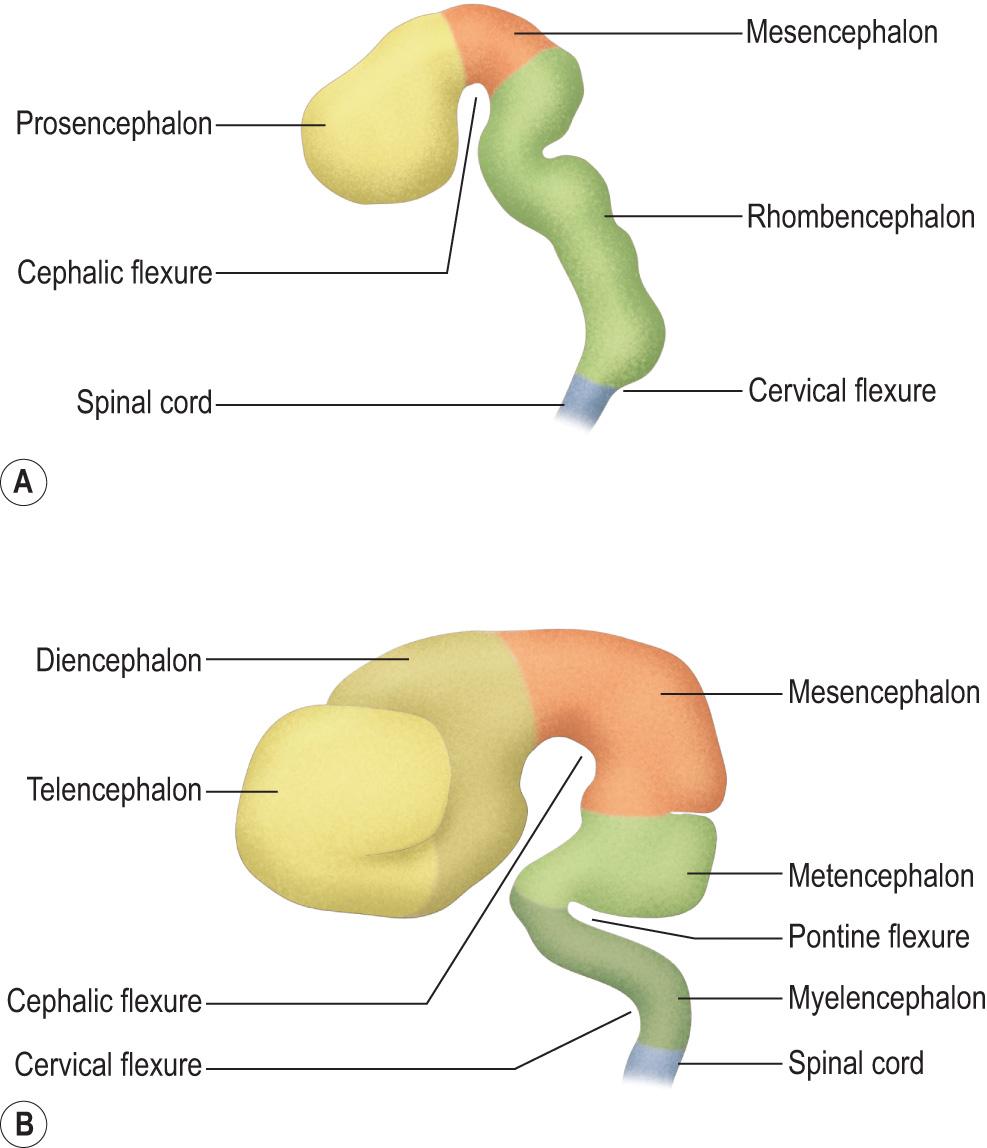 Fig. 1.12, The early development of the brain. (A) The primary brain vesicles at about 4 to 5 weeks and (B) the secondary brain vesicles at about 7 to 8 weeks.