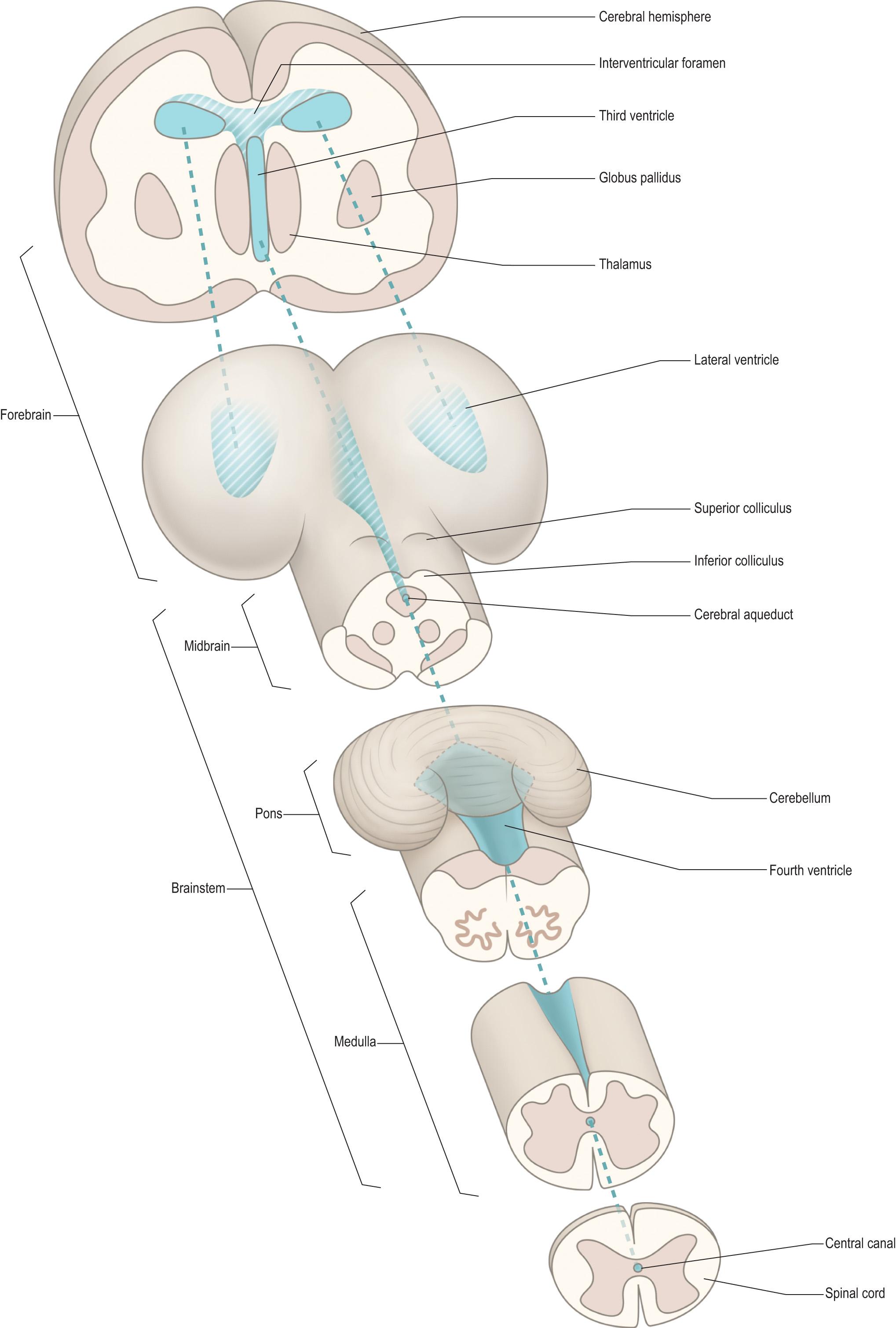 Fig. 1.13, Schematic representation of the major subdivisions and landmarks of the brain.