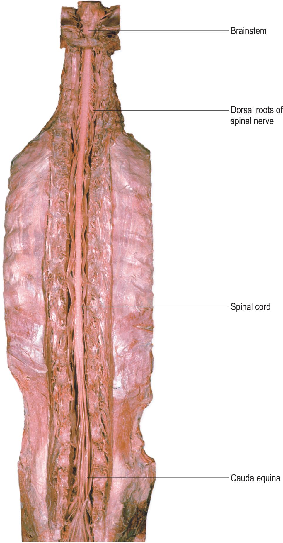 Fig. 1.19, Dorsal (posterior) aspect of the spinal cord in situ.