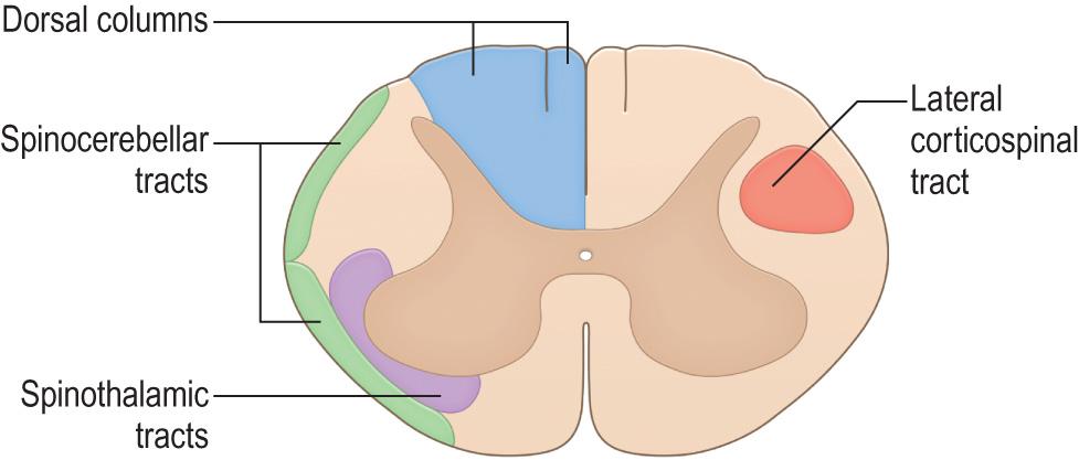 Fig. 1.21, Transverse section through the spinal cord showing the locations of the principal ascending and descending nerve fibre tracts.