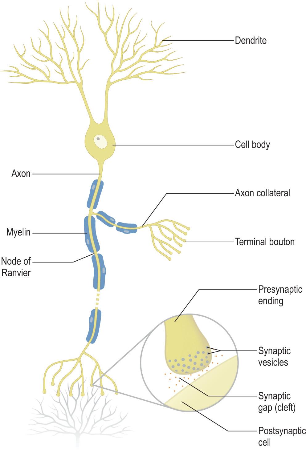 Fig. 1.3, Schematic representation of the basic structure of the neurone and the synapse.