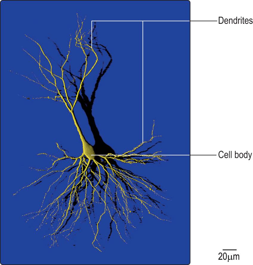 Fig. 1.4, Pseudocoloured three-dimensional reconstruction of a neurone from the hippocampus, imaged by confocal laser scanning microscopy.