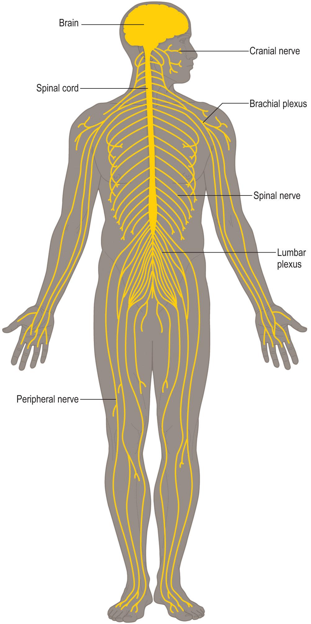Fig. 1.5, Central and peripheral nervous systems.