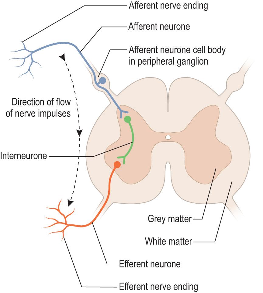 Fig. 1.6, The general arrangement of afferent, efferent and interneurones.