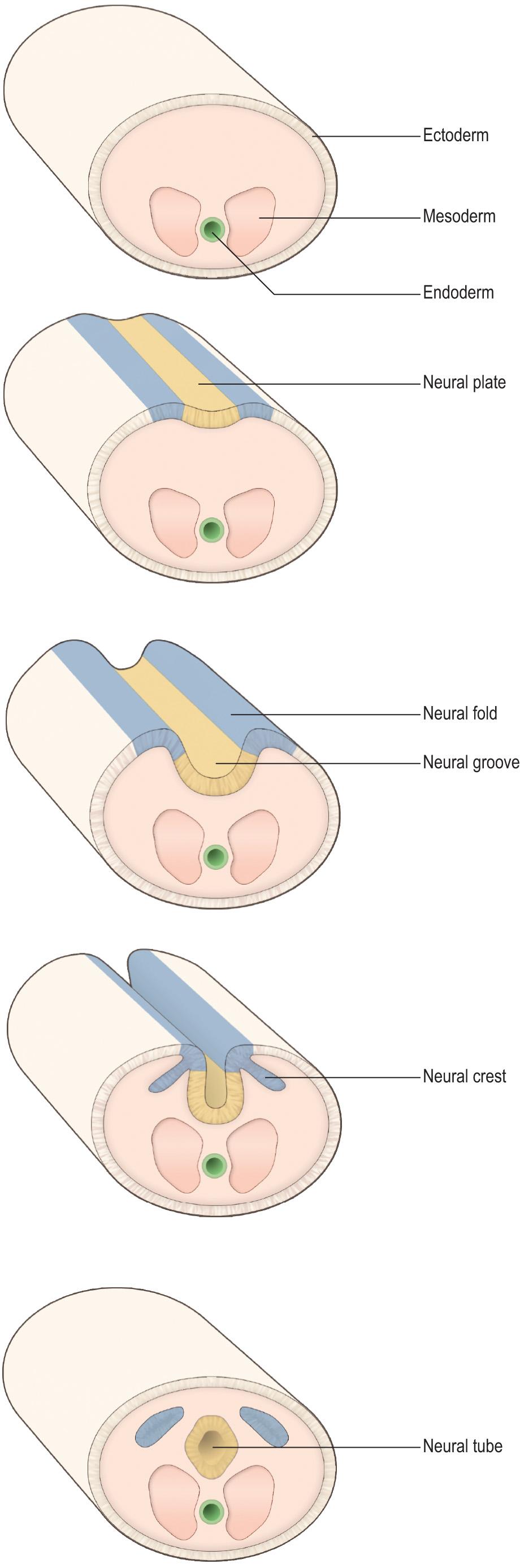 Fig. 1.9, Schematic representation of the formation of the neural tube from the embryonic ectoderm.