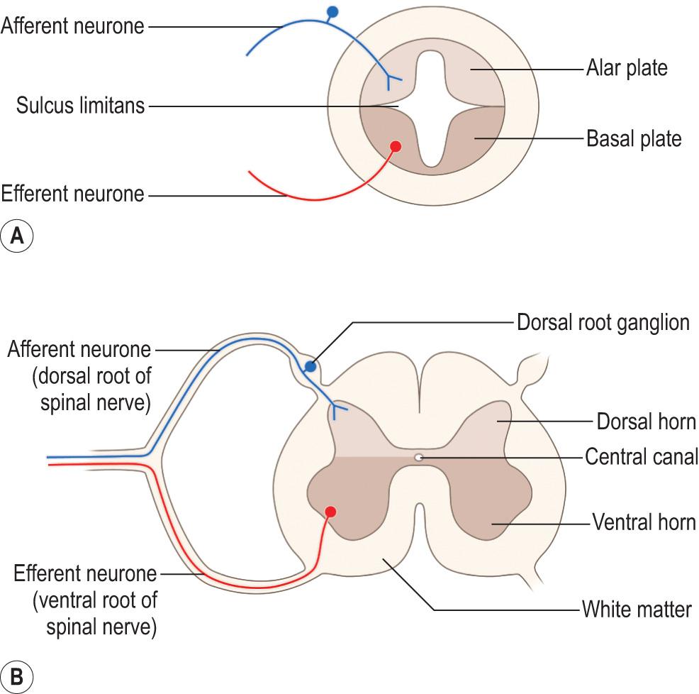 Fig. 1.10, Schematic representation of transverse sections through (A) the developing neural tube and (B) the adult spinal cord.