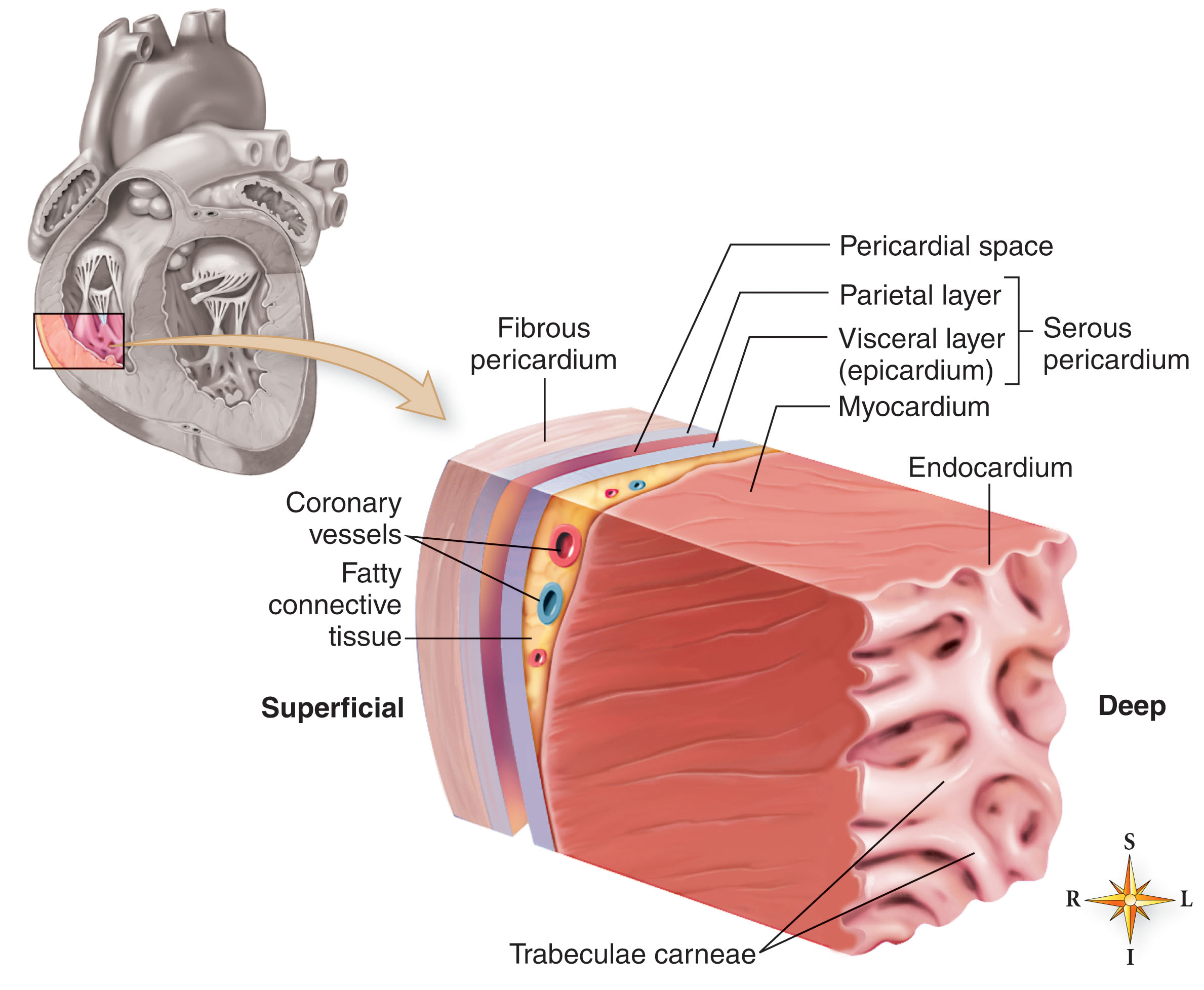 Introduction to Clinical Echocardiography: Pericardial Disease ...