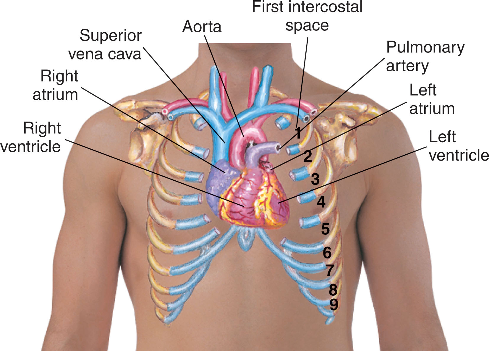 Fig. 32.2, The heart lies obliquely in the chest, posterior to the sternum, with the greater part of muscular mass lying slightly to the left of midline in the normal patient. An obese patient may have a horizontal transverse heart, and thus a slight lateral movement from the sternal border may be needed to record cardiac structures.