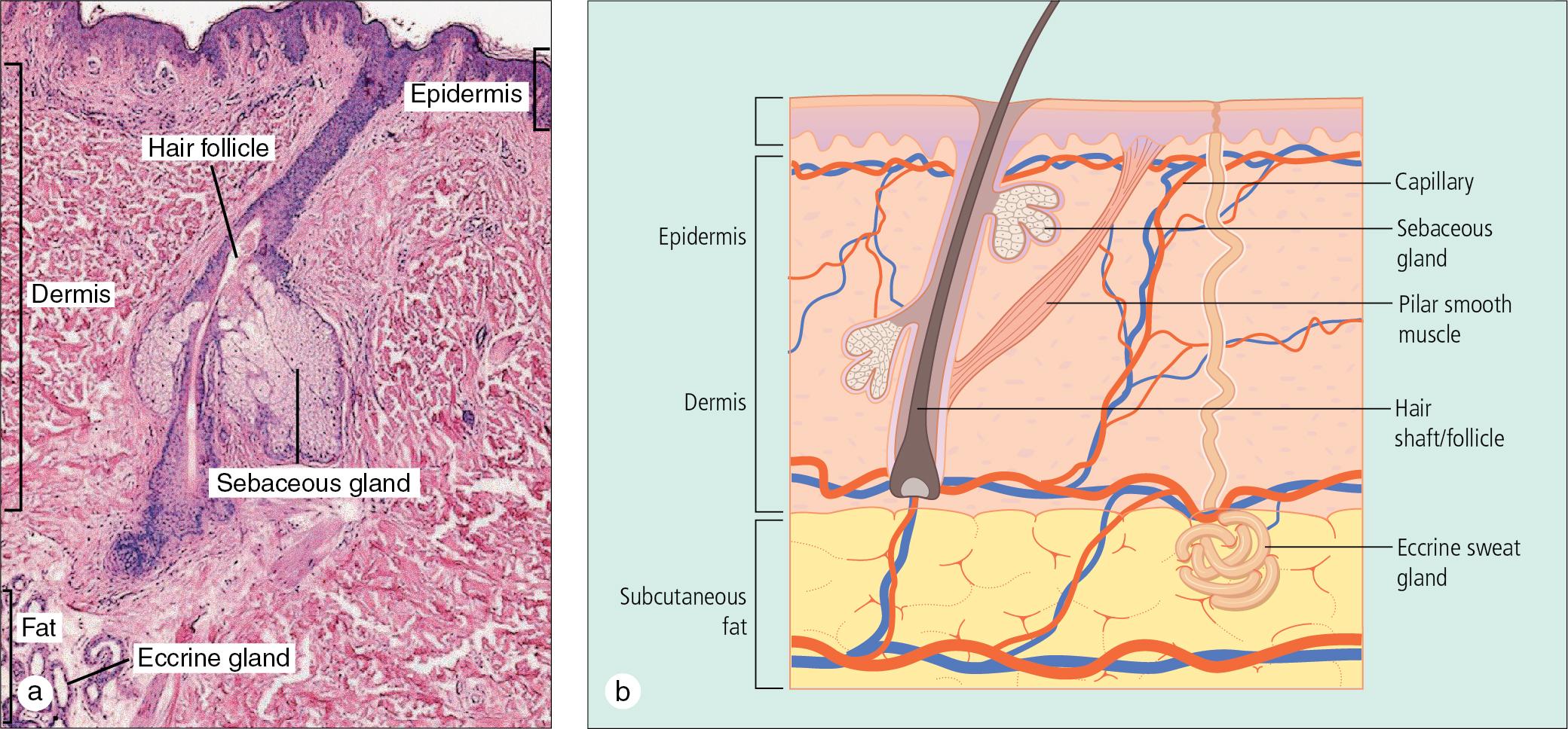 Fig. 1.1, (a) Skin photomicrograph and (b) schematic diagram of normal skin anatomy.