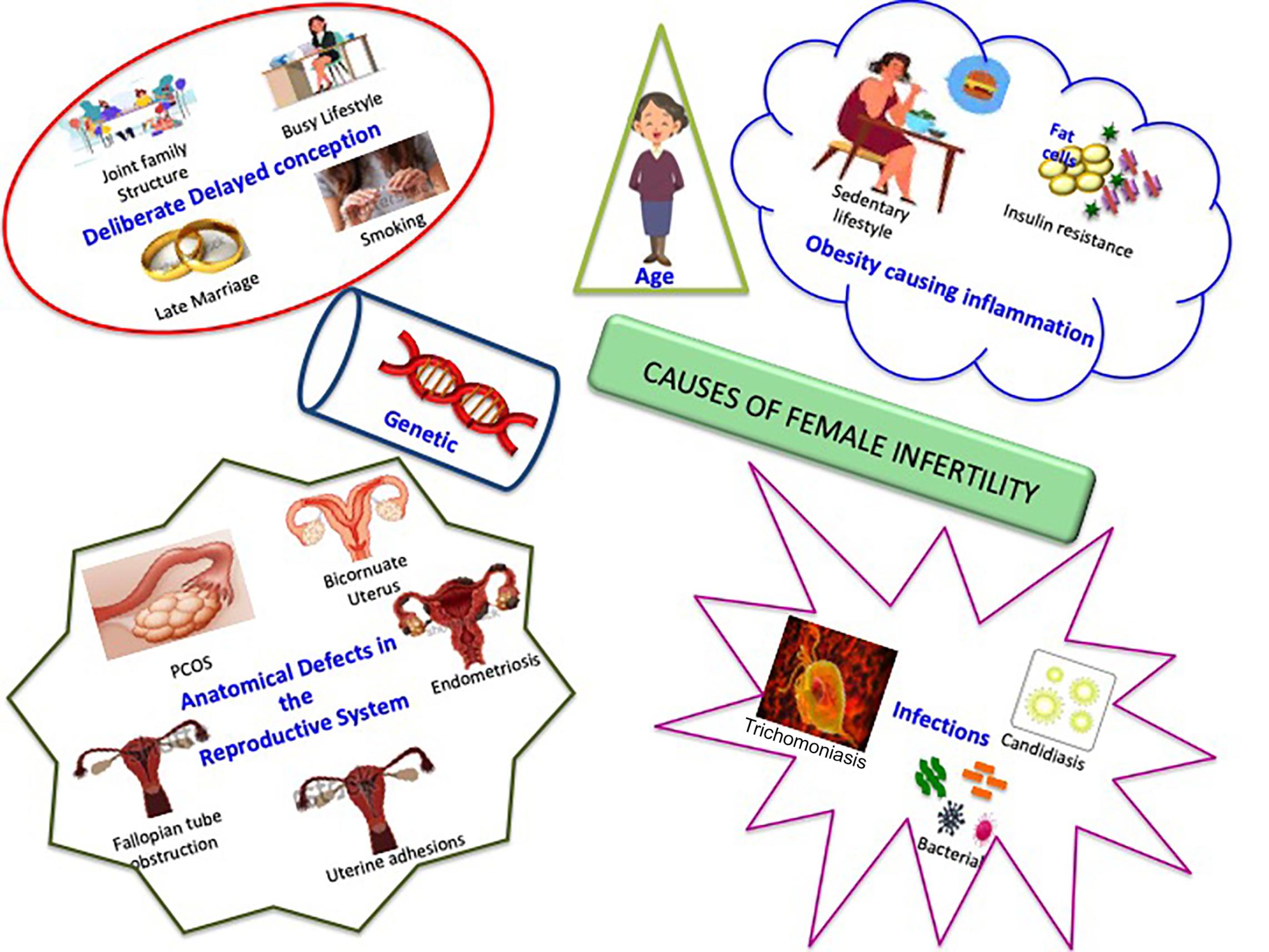 Fig. 5.2, Potential factors affecting female fertility.