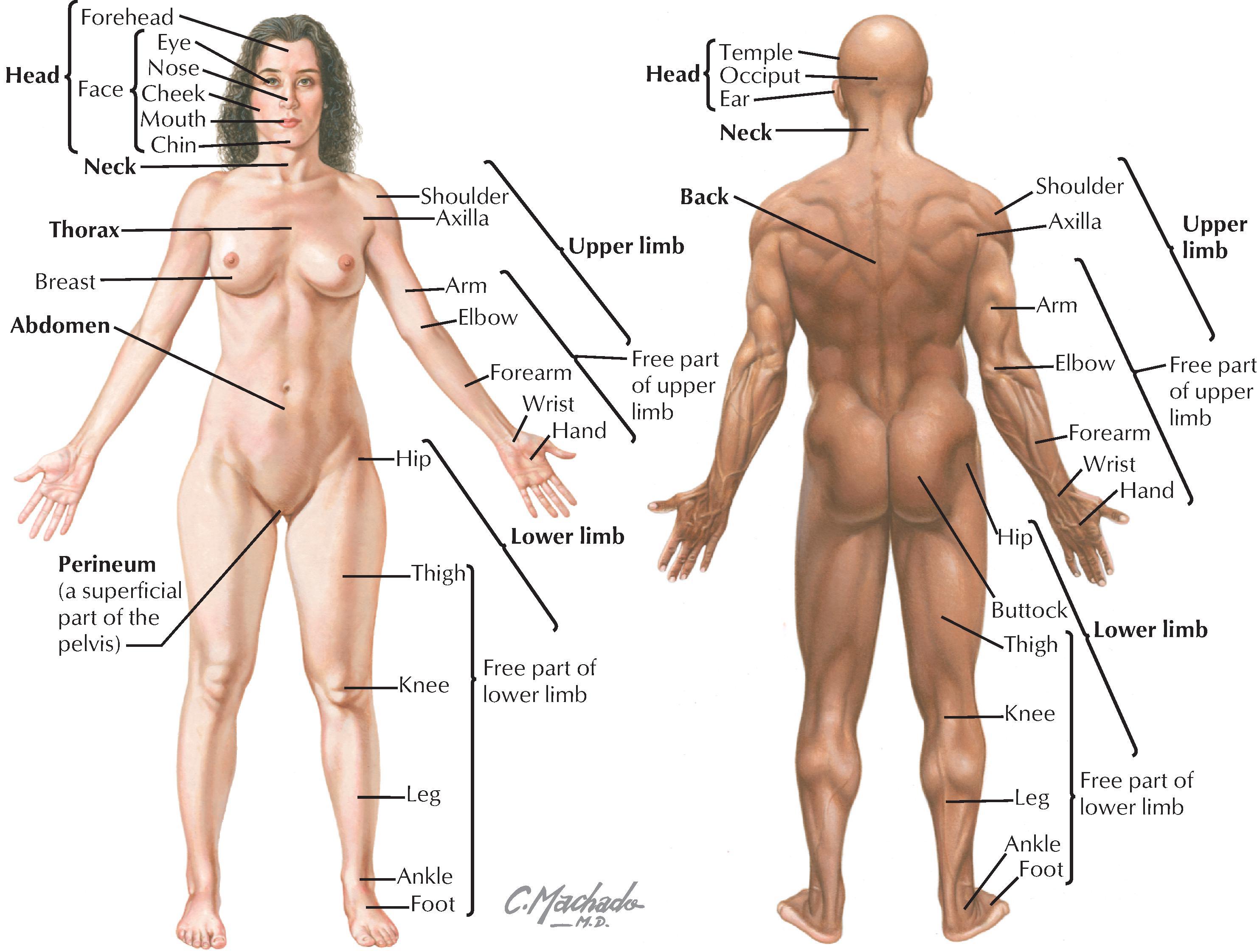 FIGURE 1.1, Surface Anatomy: Regions.