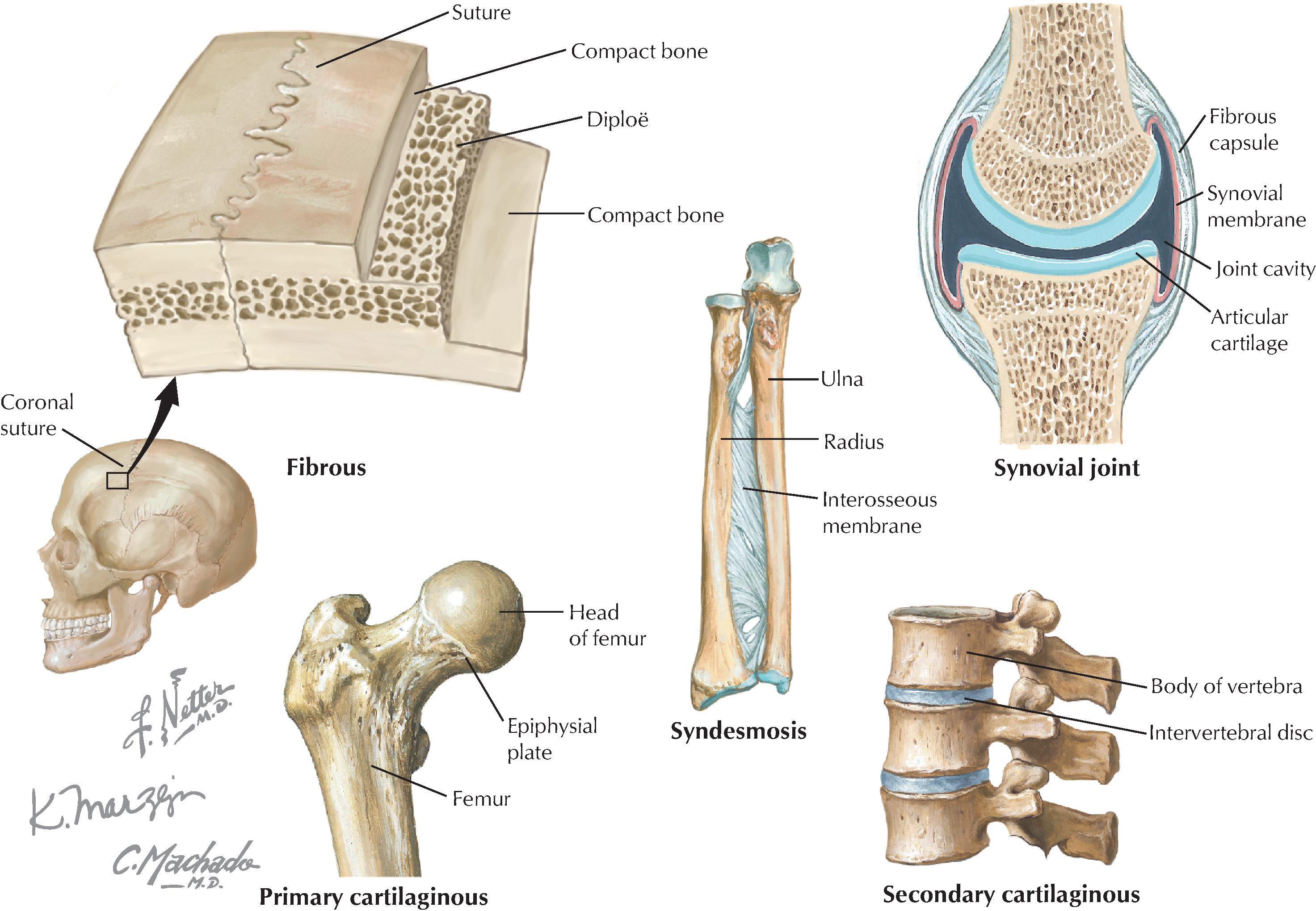 FIGURE 1.8, Types of Joints.