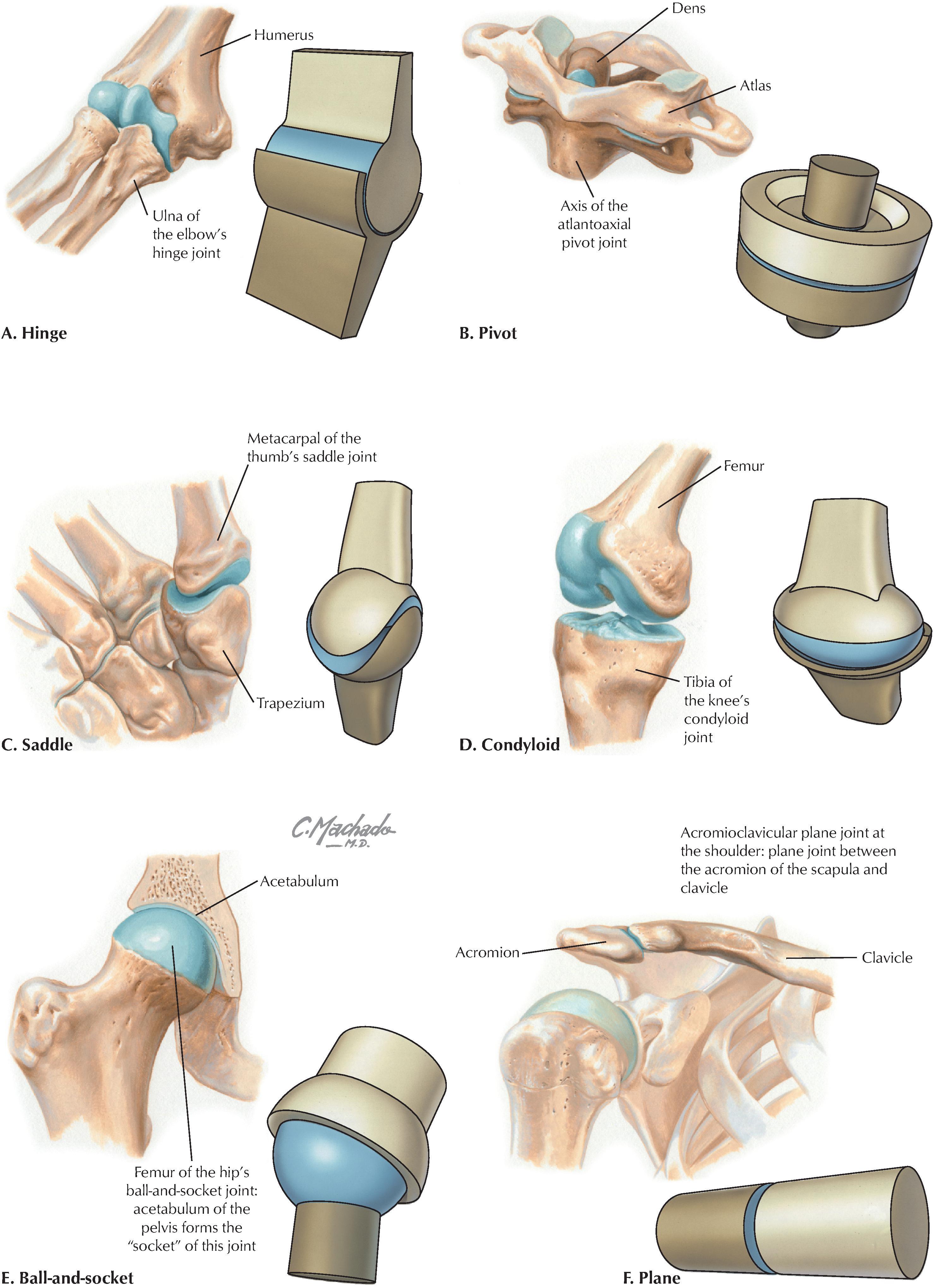 FIGURE 1.9, Types of Synovial Joints. (From Netter’s atlas of human anatomy, ed 8, Plate 9; S-121.)