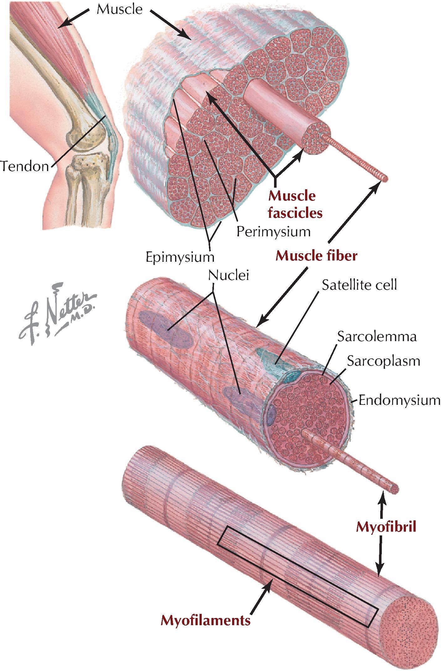 FIGURE 1.10, Structure of Skeletal Muscle.