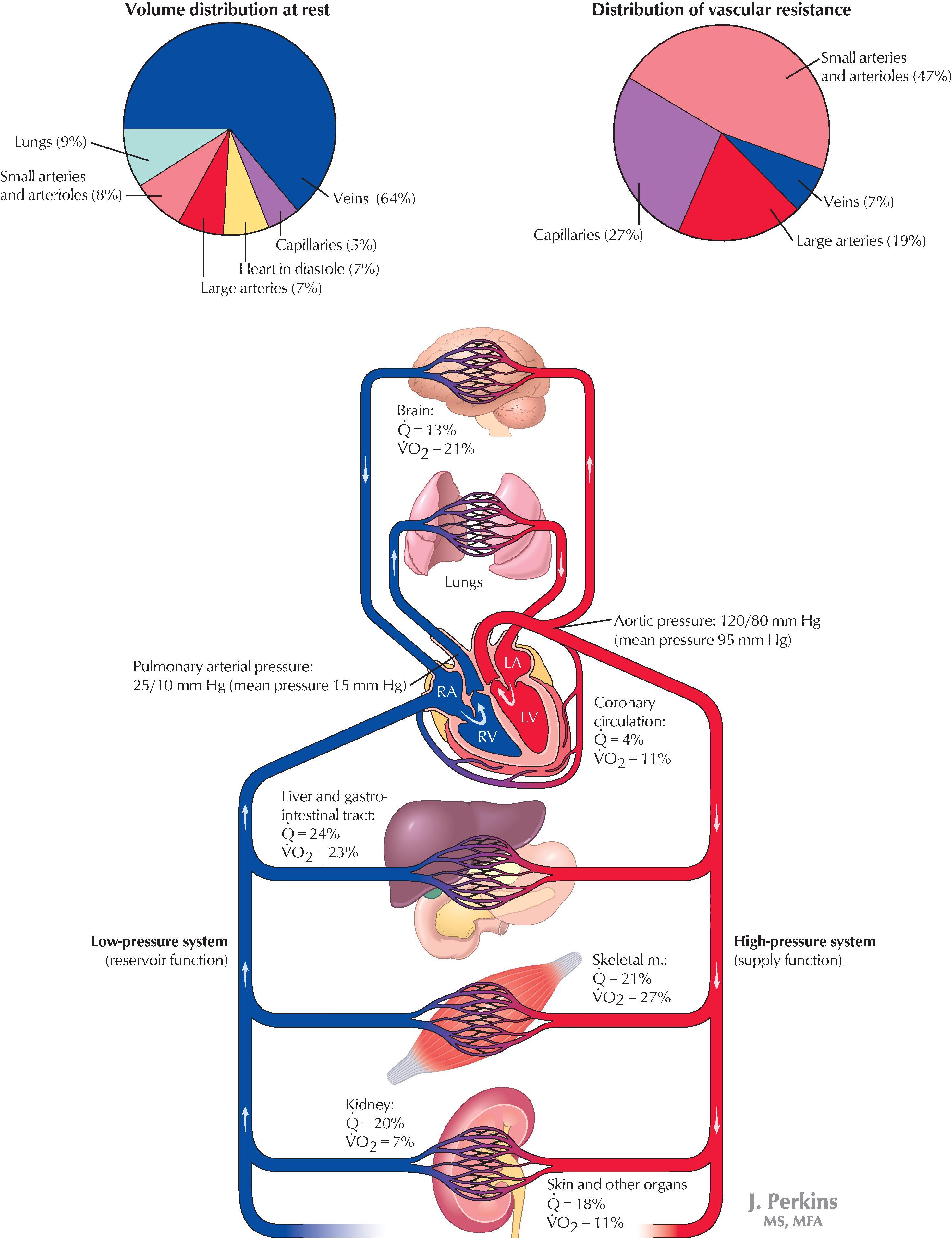 FIGURE 1.12, General Organization of Cardiovascular System.