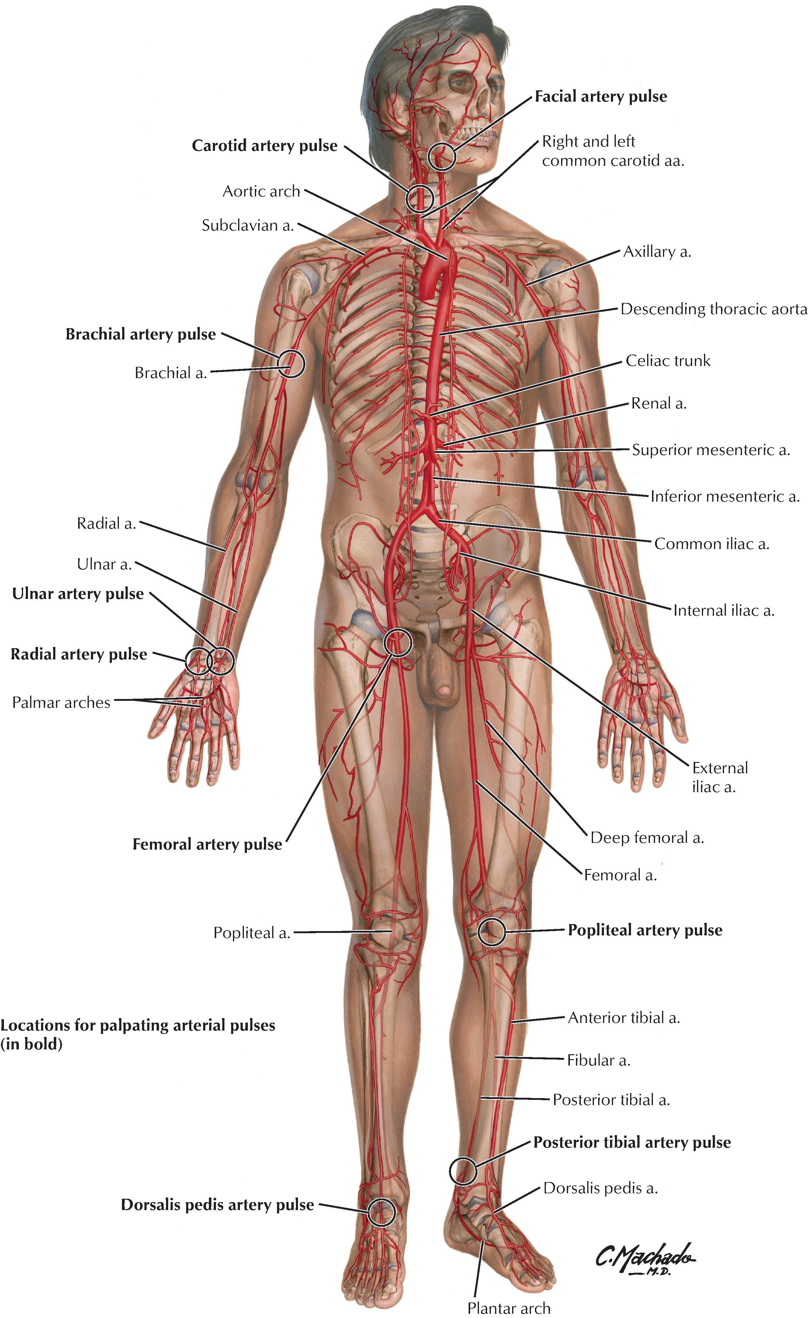 FIGURE 1.13, Major Arteries and Pulse Points.