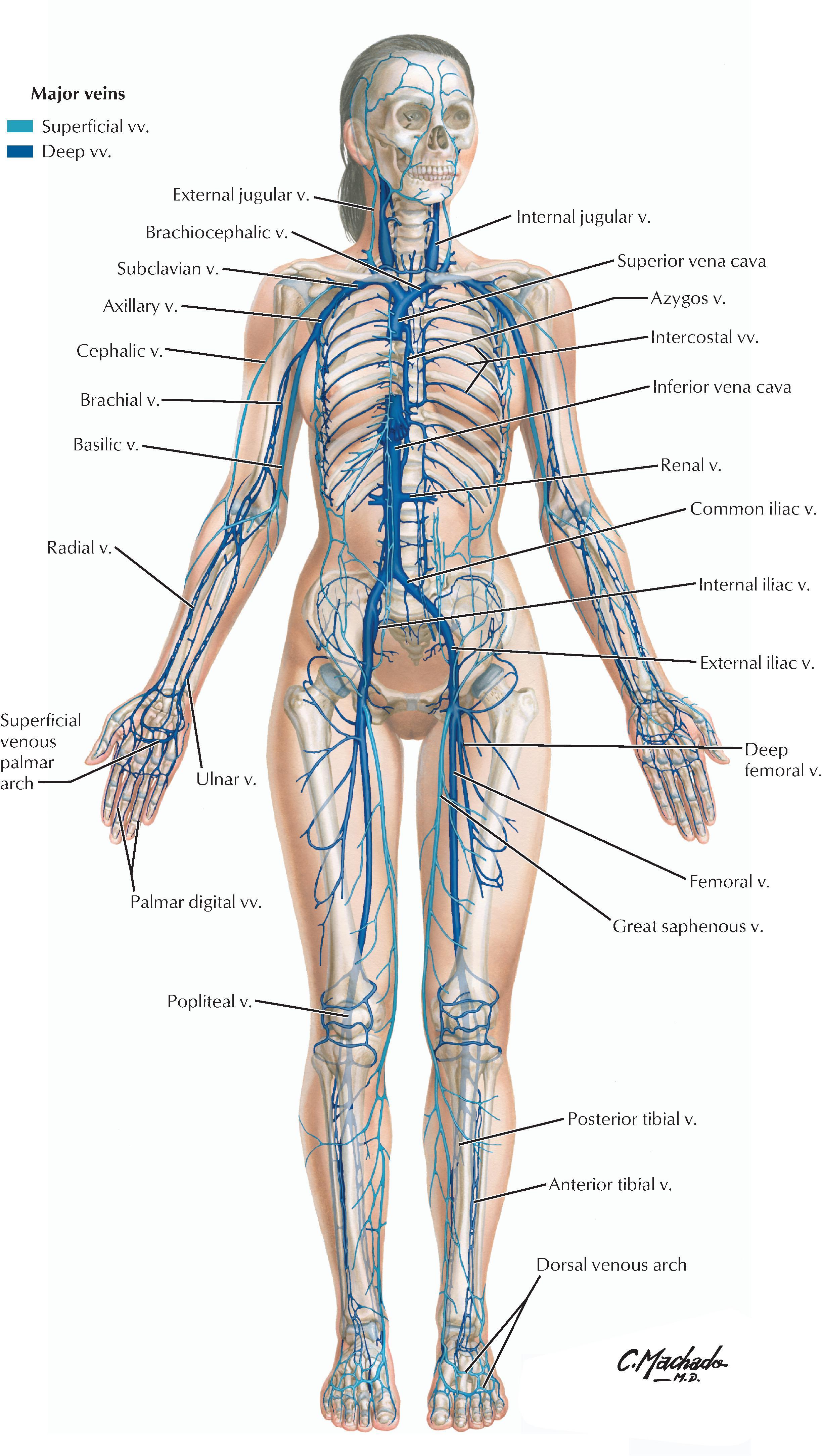 FIGURE 1.14, Major Veins.